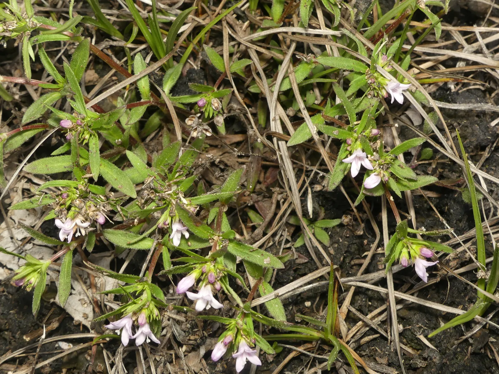 Quaker Ladies (Houstonia Caerulea) — offering a low-maintenance ground cover ideal for rock gardens and naturalized woodland areas, image 32
