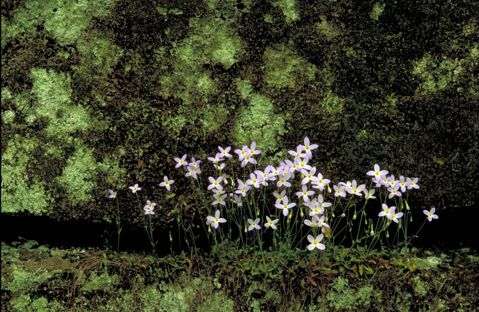 Quaker Ladies (Houstonia Caerulea) — With moderate moisture and cooler conditions; or in woodland settings where they can create an enchanting, image 154