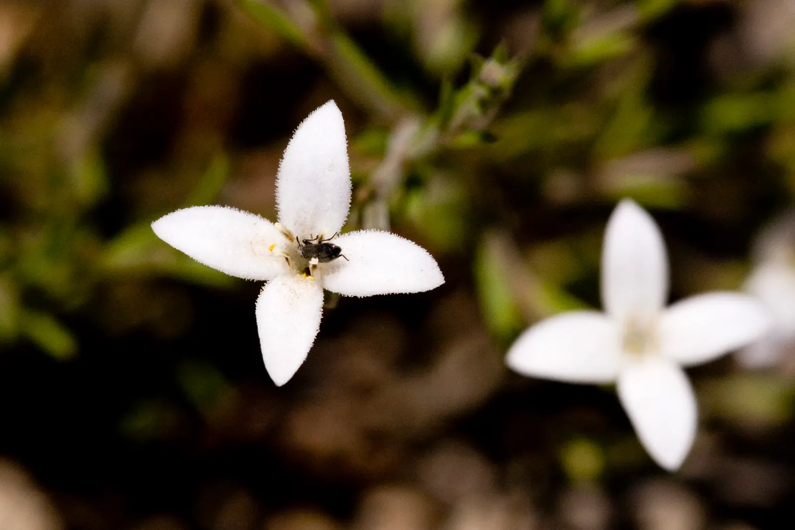 Quaker Ladies (Houstonia Caerulea) — Preferring full sun to partial shade and moist, well-drained soil, it flourishes in USDA zones 3-7; they fare, image 84