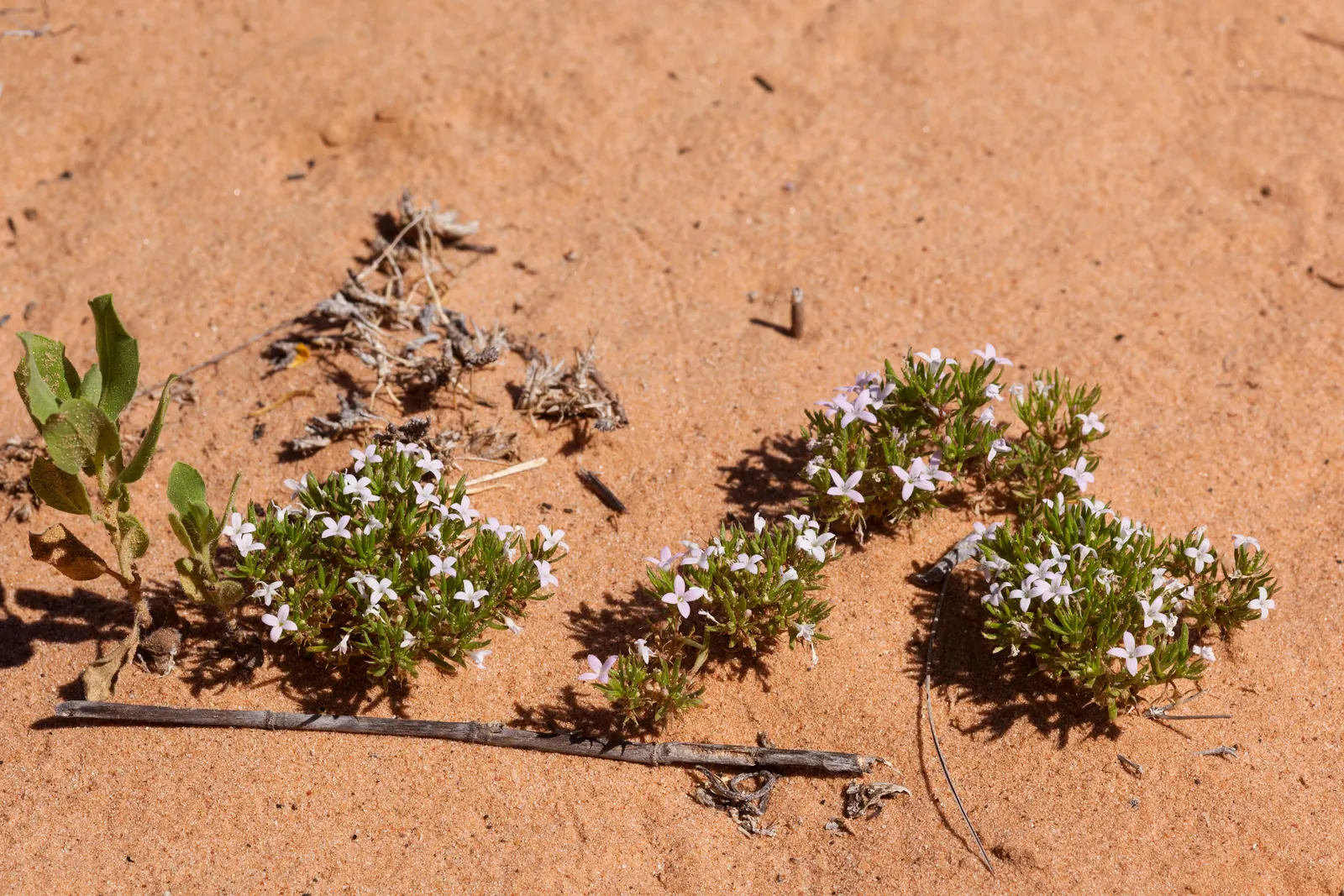 Quaker Ladies (Houstonia Caerulea) — These diminutive plants typically reach heights of 3 to 6 inches, with a similar spread; annual / ground cover, image 143