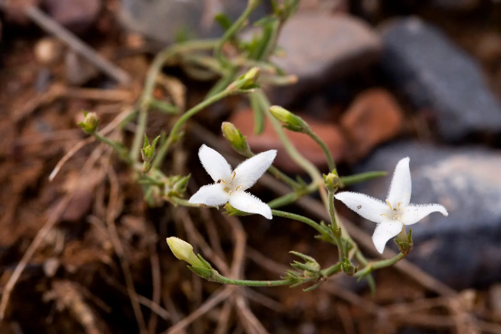 Quaker Ladies (Houstonia Caerulea) — They are also a favored nectar source for butterflies and other pollinators, image 104