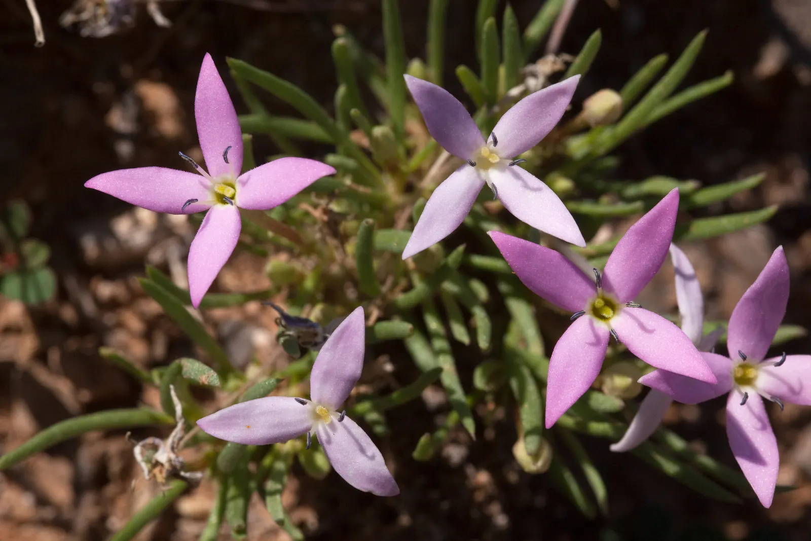 Quaker Ladies (Houstonia Caerulea) — They fare well in USDA Hardiness Zones 3 to 7, demonstrating a notable resilience to cold climates; the, image 72
