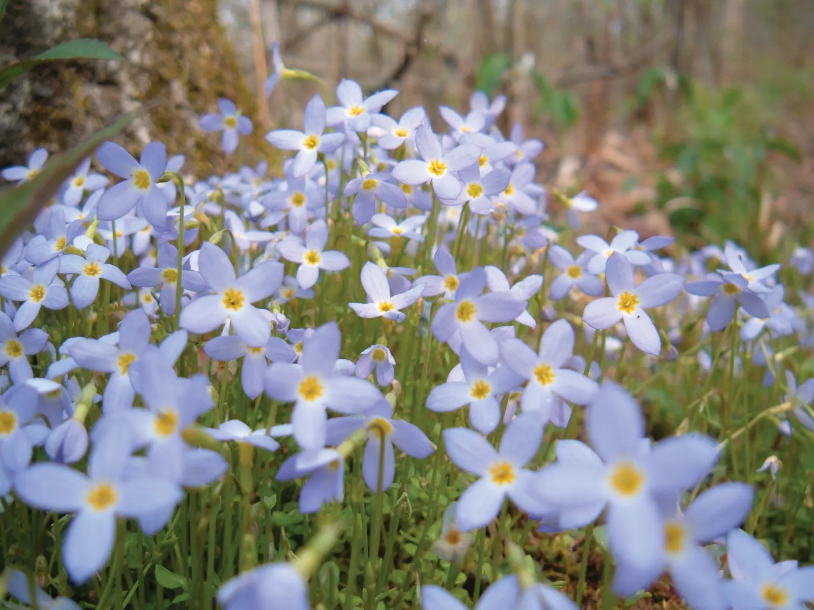 Quaker Ladies (Houstonia Caerulea) — With moderate moisture and cooler conditions; or in woodland settings where they can create an enchanting, image 73