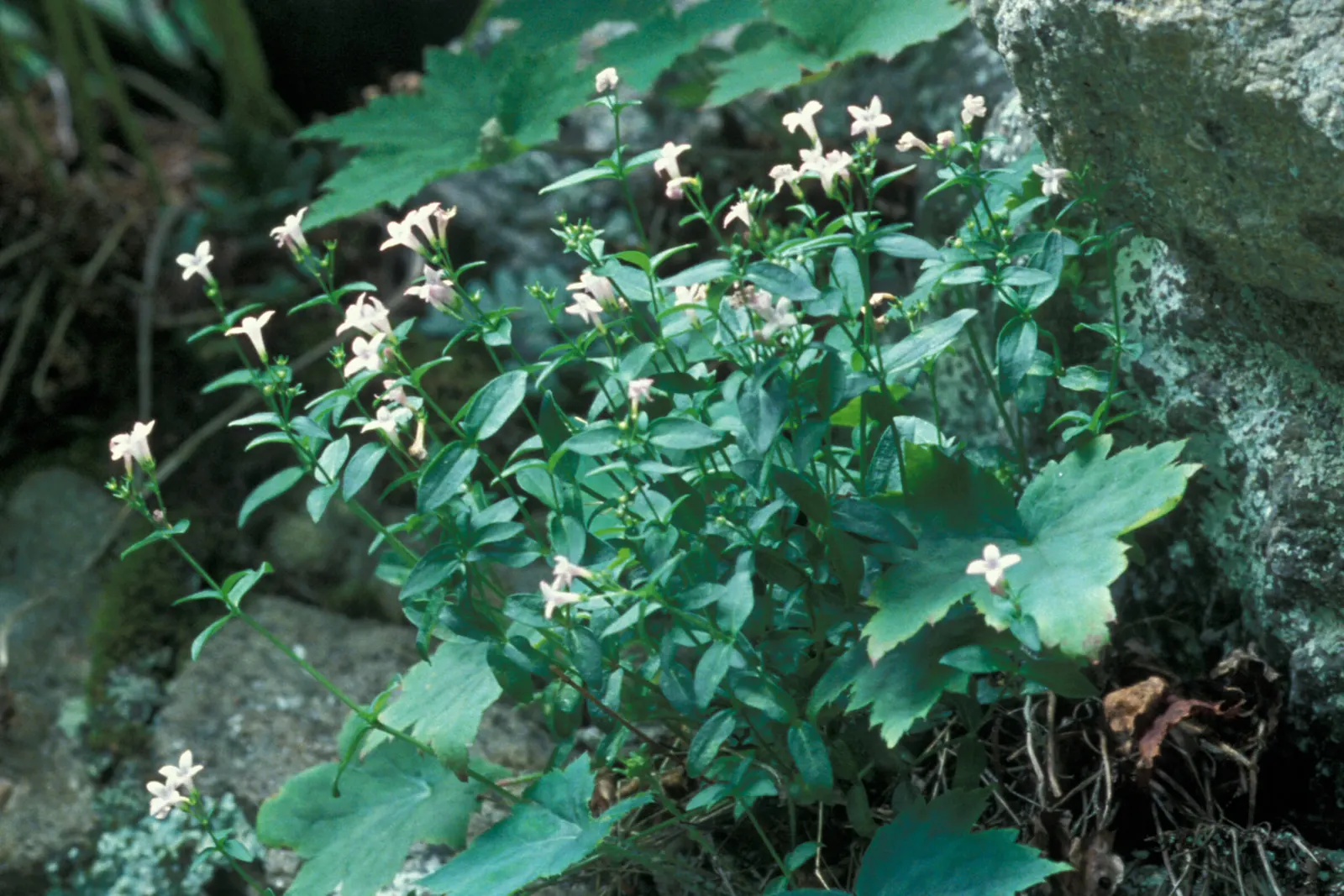 Quaker Ladies (Houstonia Caerulea) — Houstonia caerulea, commonly known as Quaker Ladies or Bluets, is a charming perennial wildflower; its, image 136