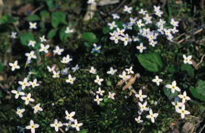 Quaker Ladies (Houstonia Caerulea) — floating appearance.<br><br>For successful cultivation; houstonia caerulea, commonly known as Quaker Ladies or, image 70