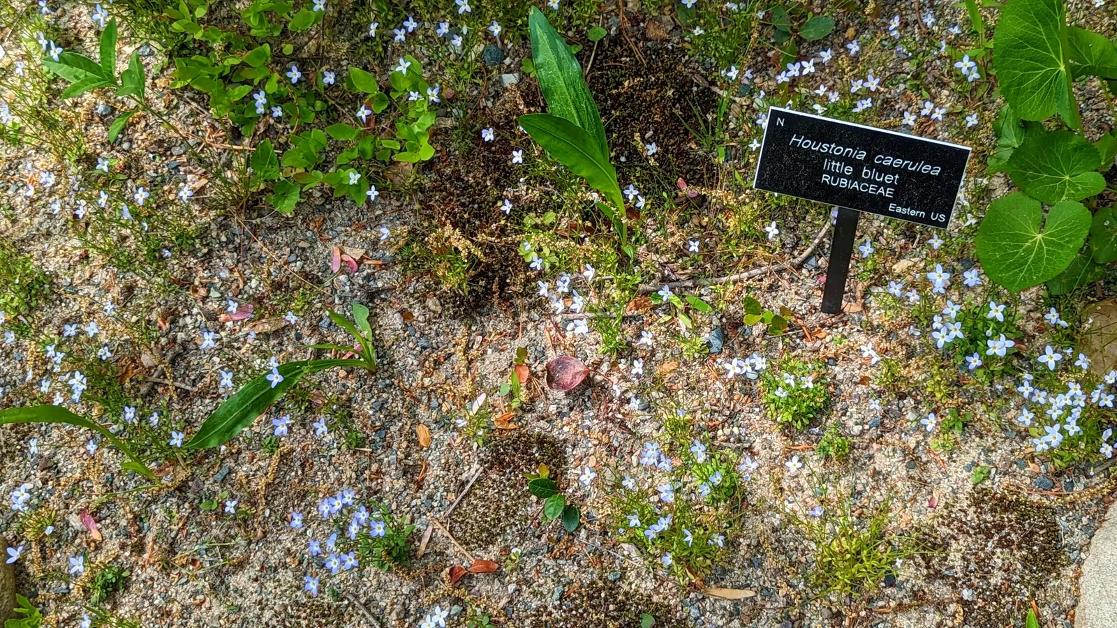Quaker Ladies (Houstonia Caerulea) — measuring about 0.5 inches in length; these blossoms are about 0.5 inches in diameter and appear in profusion, image 64