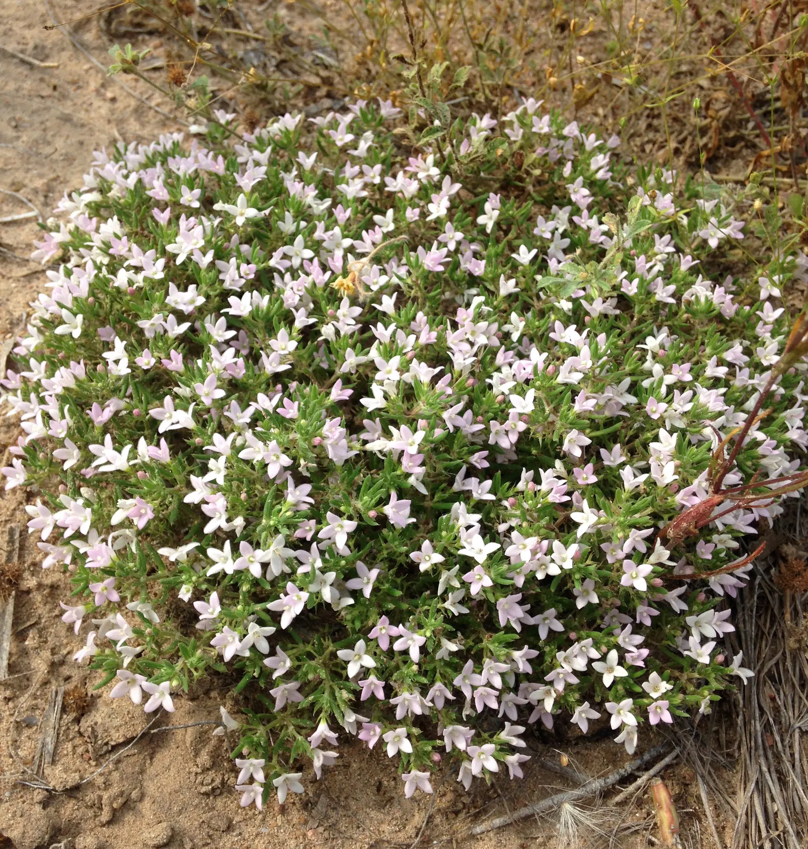 Quaker Ladies (Houstonia Caerulea) — They boast miniature lanceolate to ovate leaves; commonly referred to as Quaker Ladies or Bluets, image 63