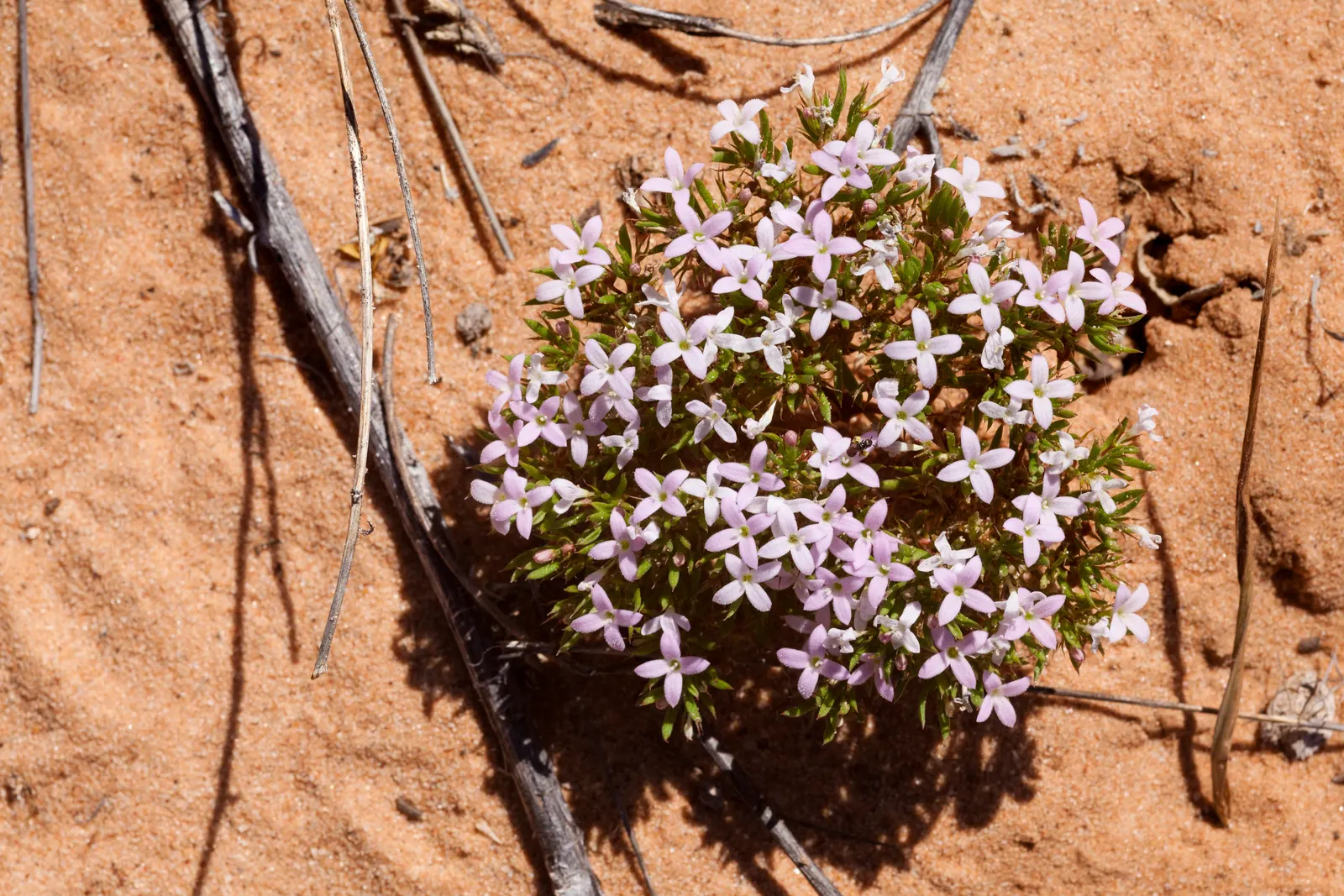 Quaker Ladies (Houstonia Caerulea) — evergreen rosette at the base.<br><br>The true allure of Quaker Ladies lies in their sky-blue flowers; often, image 92