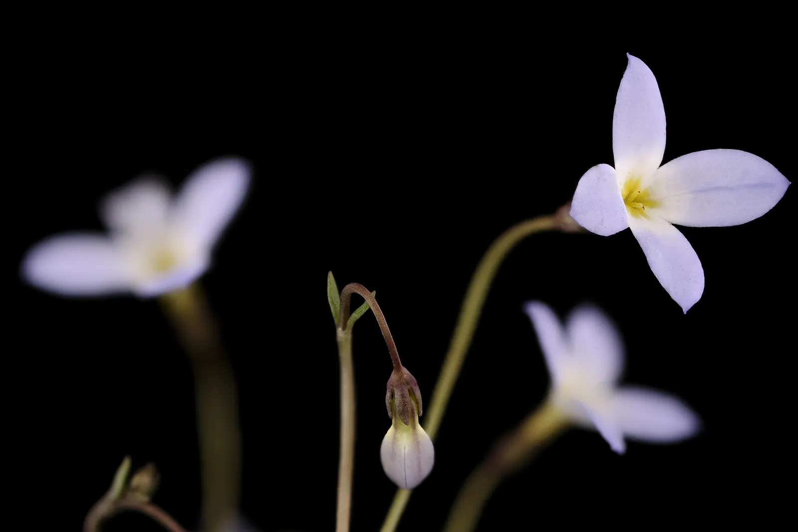Quaker Ladies (Houstonia Caerulea) — often self-seeding to form natural colonies