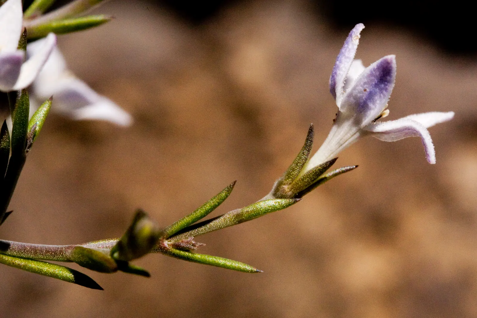 Quaker Ladies (Houstonia Caerulea) — They are also a favored nectar source for butterflies and other pollinators, image 158