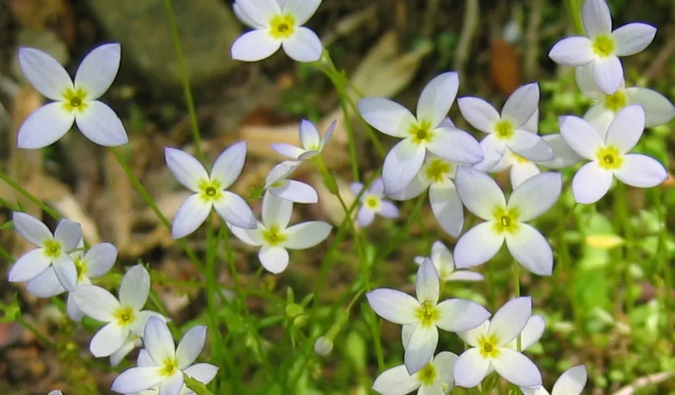 Quaker Ladies (Houstonia Caerulea) — annual / ground cover / herb / perennial / wildflower with blue and white blooms; plant Houstonia caerulea in, image 107