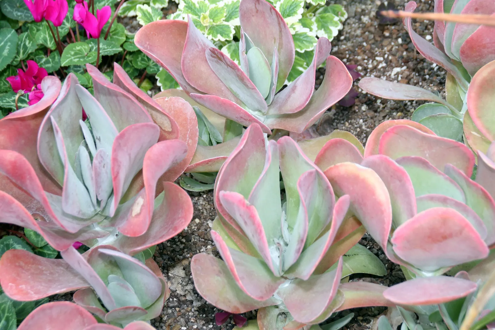 Paddle Plant (Kalanchoe Luciae) — Prefers full sun to partial shade and well-draining soil; oar-shaped leaves that flush red at edges, image 50