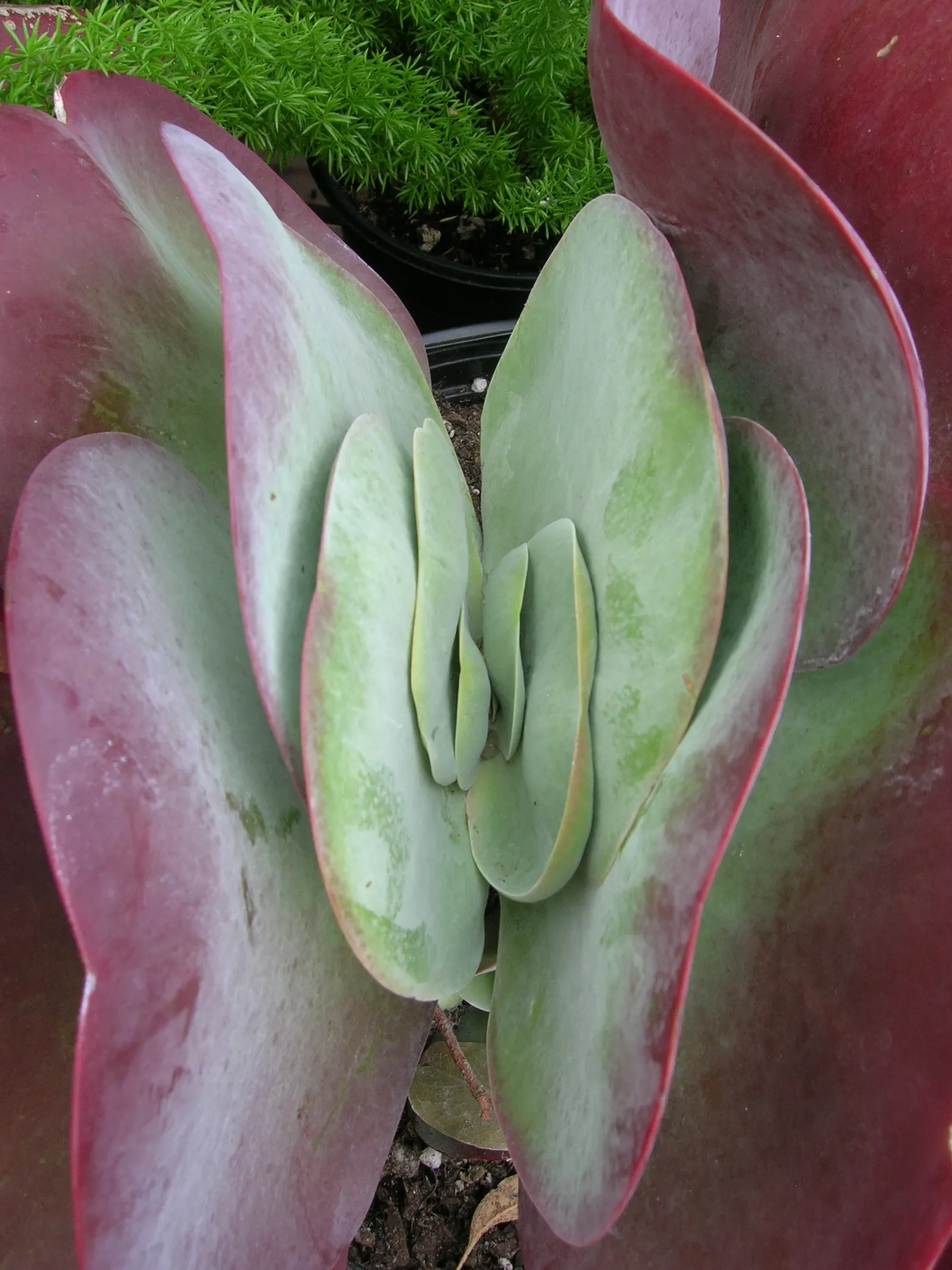 Paddle Plant (Kalanchoe Luciae) — although it blooms sporadically.<br><br>These low-maintenance beauties add an exotic touch to any landscape; the, image 86