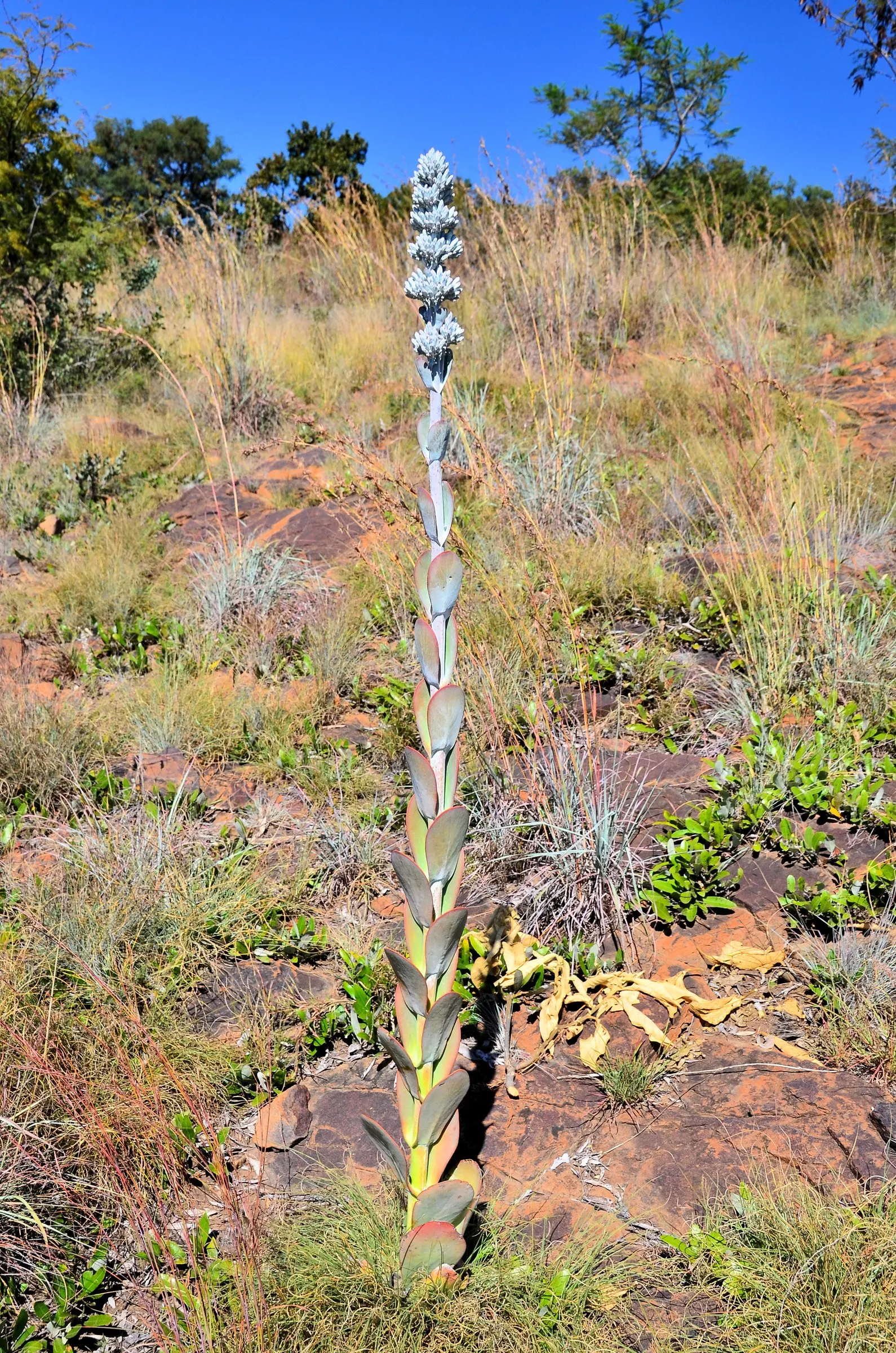 Paddle Plant (Kalanchoe Luciae) — Striking in rock gardens or as accent pieces; it may produce a stalk of yellow-green flowers up to 2 feet tall, image 52