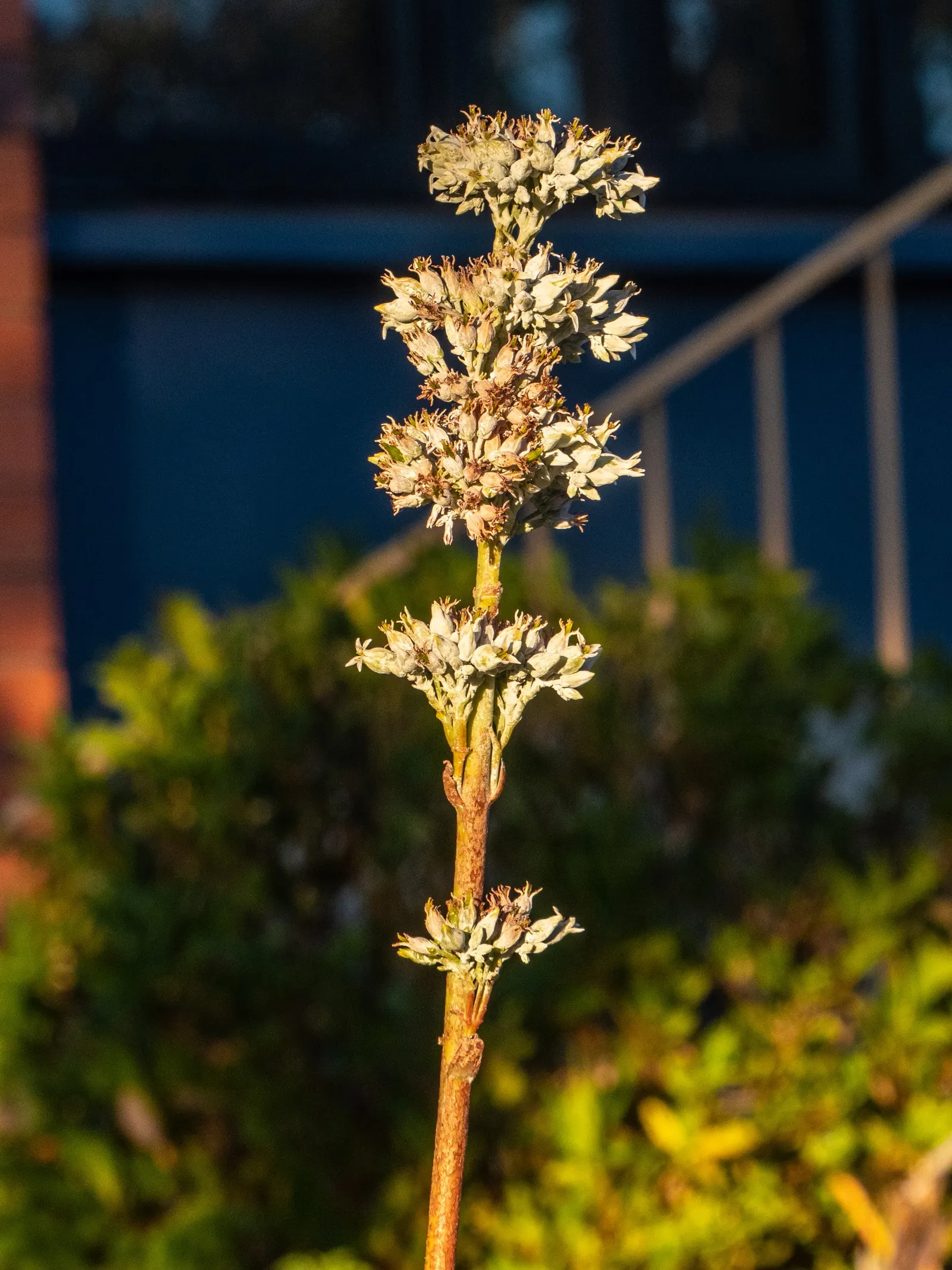 Paddle Plant (Kalanchoe Luciae) — although it blooms sporadically.<br><br>These low-maintenance beauties add an exotic touch to any landscape