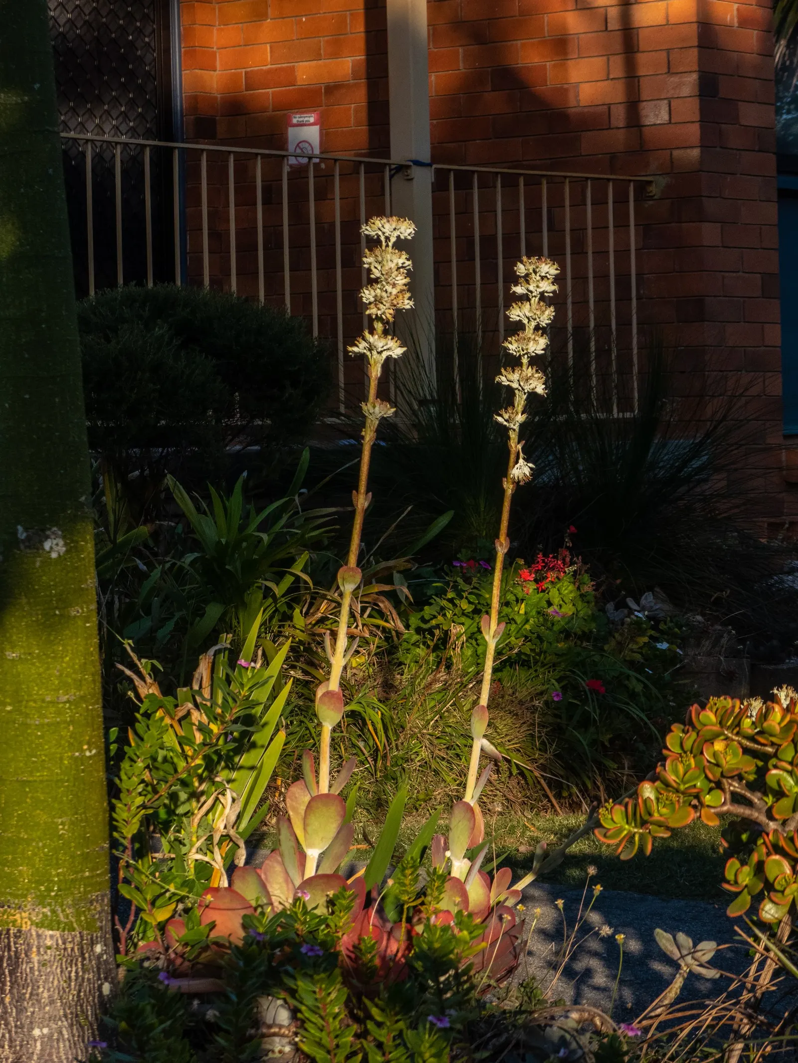 Paddle Plant (Kalanchoe Luciae) — yellow flowers in the garden; striking in rock gardens or as accent pieces