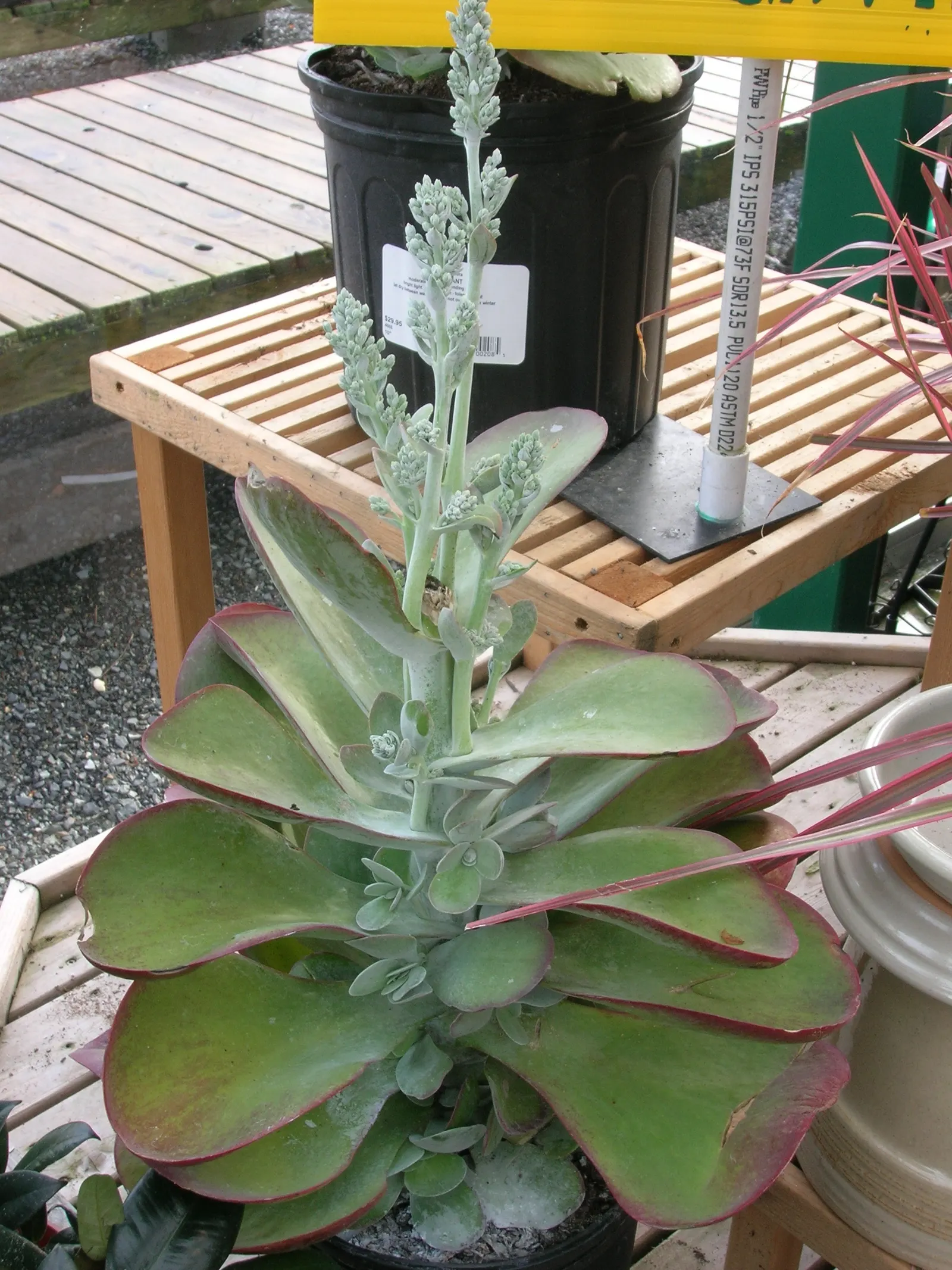 Paddle Plant (Kalanchoe Luciae) — oar-shaped leaves that flush red at edges
