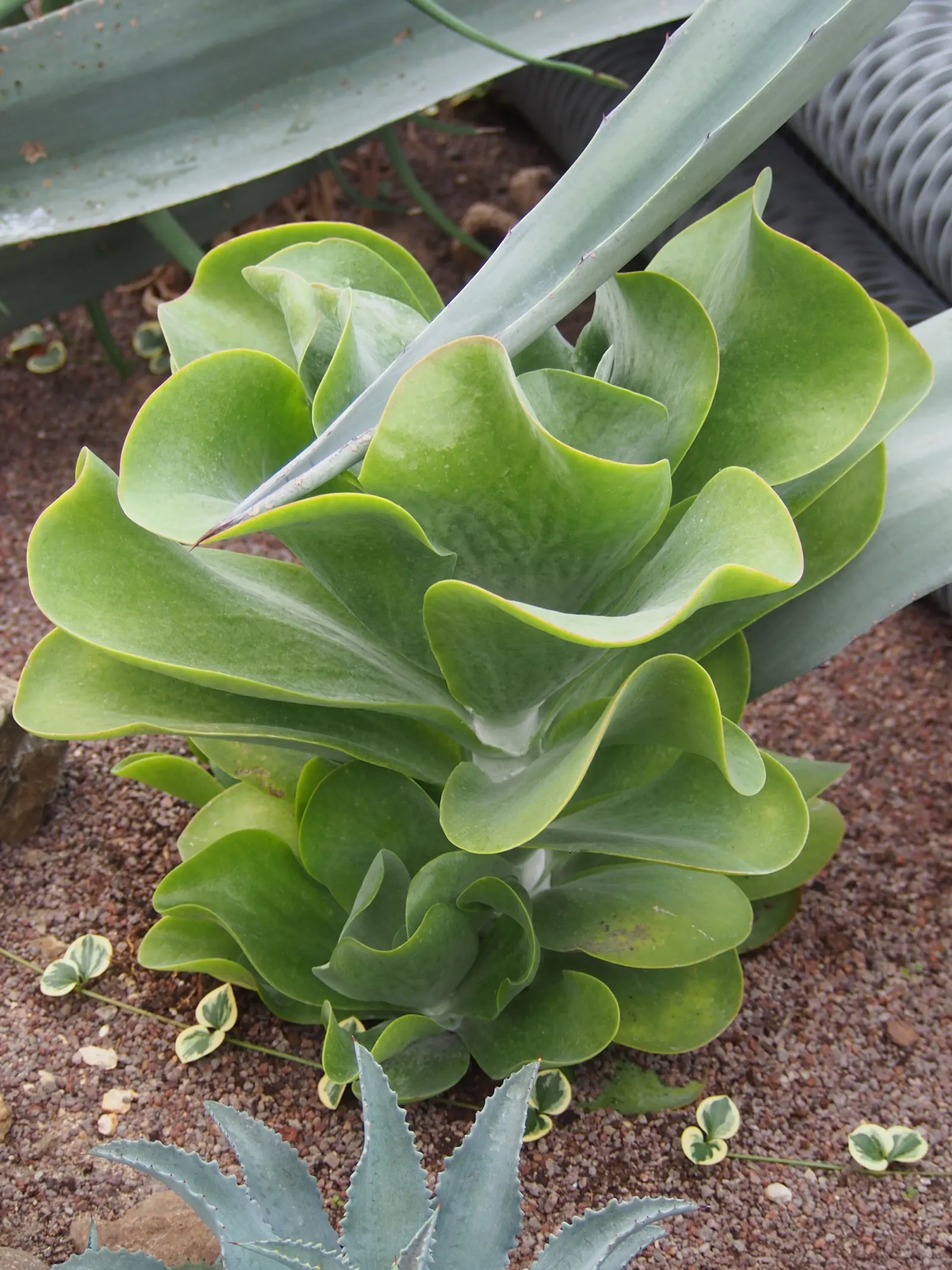 Paddle Plant (Kalanchoe Luciae) — Striking in rock gardens or as accent pieces; it may produce a stalk of yellow-green flowers up to 2 feet tall, image 75
