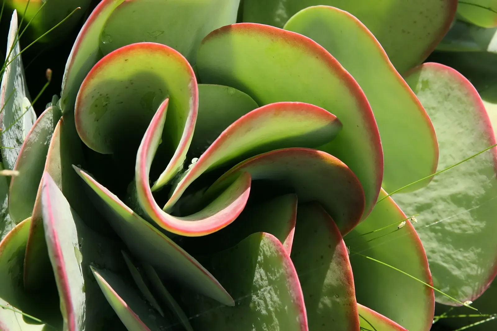 Paddle Plant (Kalanchoe Luciae) — Minimal water requirements make it perfect for xeriscaping; it possesses rounded, fleshy leaves that form a basal, image 51