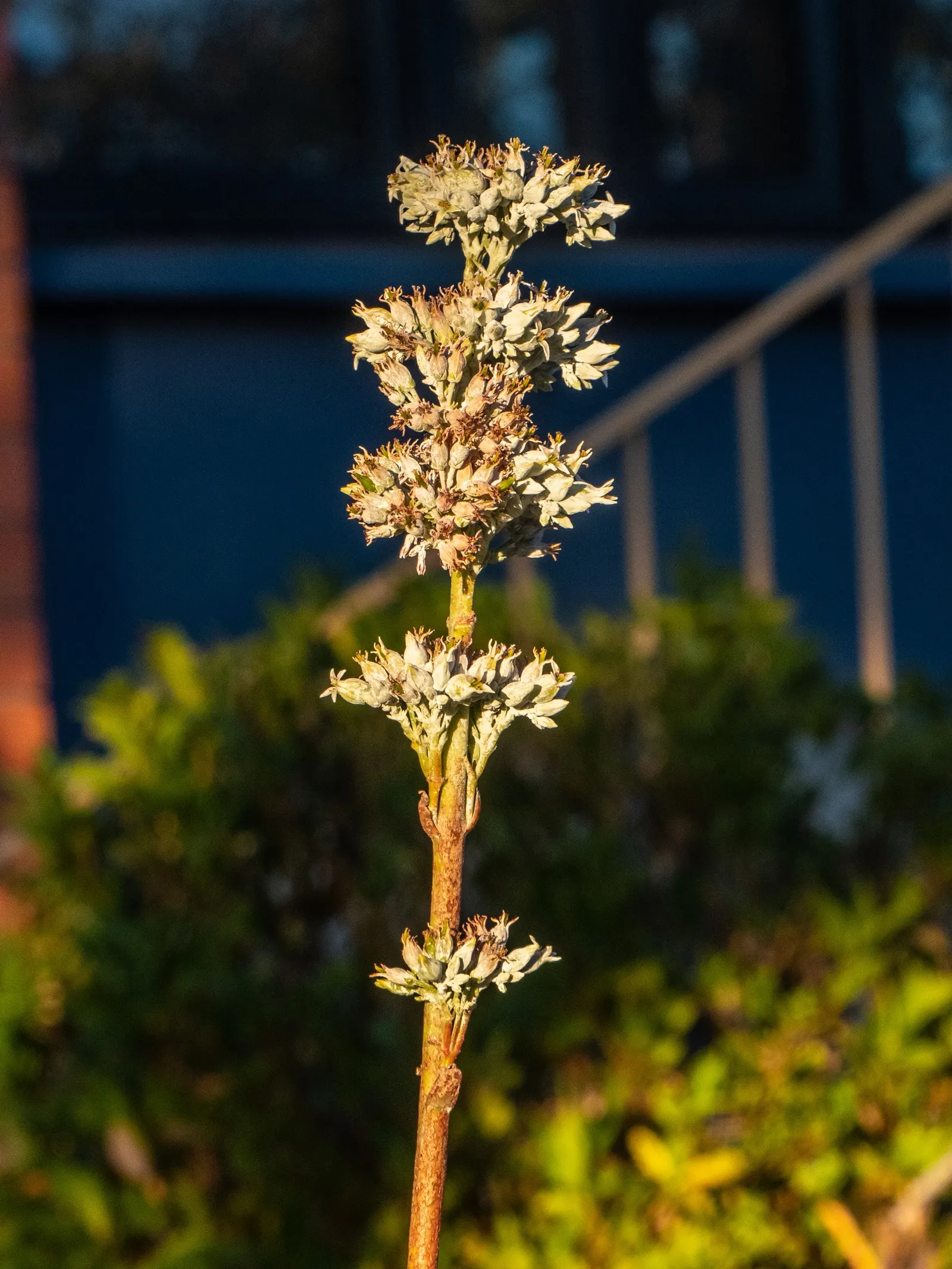 Paddle Plant (Kalanchoe Luciae) — In late winter to early spring