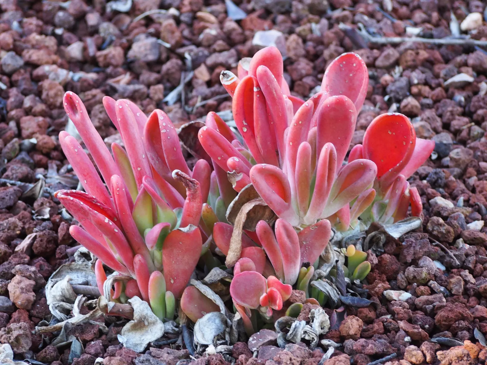 Paddle Plant (Kalanchoe Luciae) — succulent for full or half; so it should be placed carefully if pets or children frequent the garden