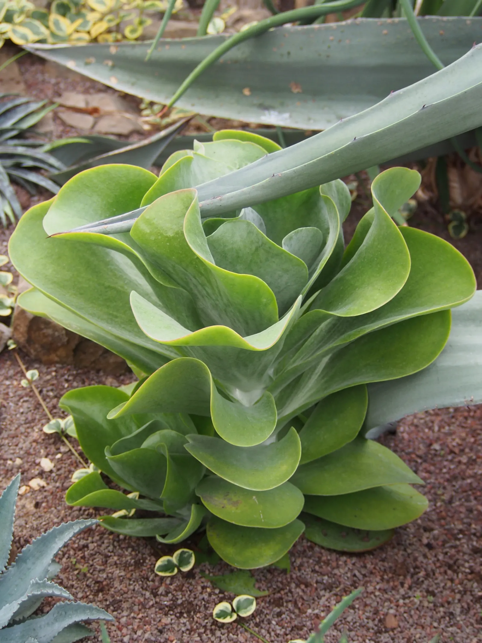Paddle Plant (Kalanchoe Luciae) — The Paddle Plant (Kalanchoe luciae) is a stunning succulent with broad; prefers full sun to partial shade and, image 47