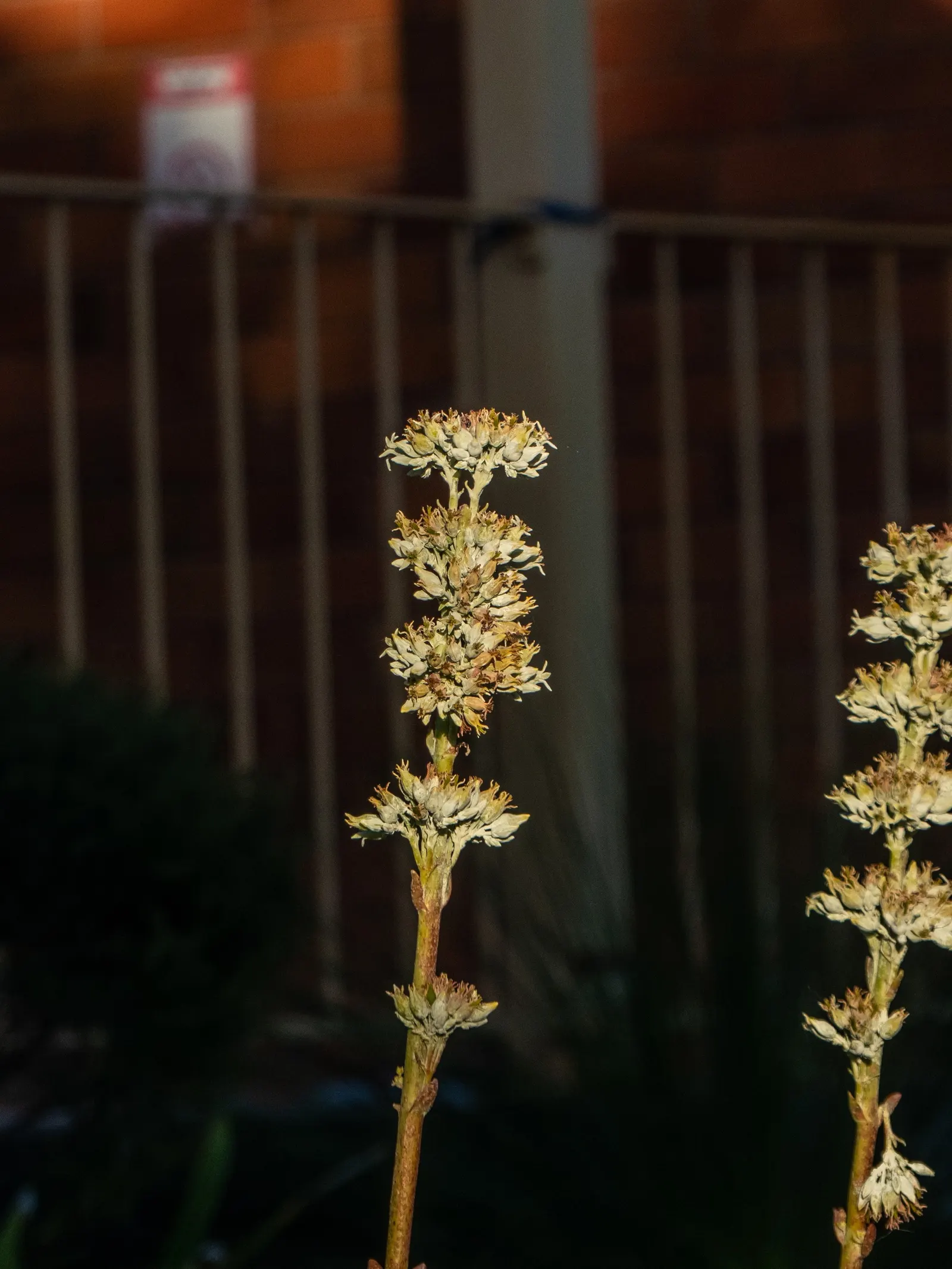 Paddle Plant (Kalanchoe Luciae) — avoiding water accumulation around the base to prevent rot