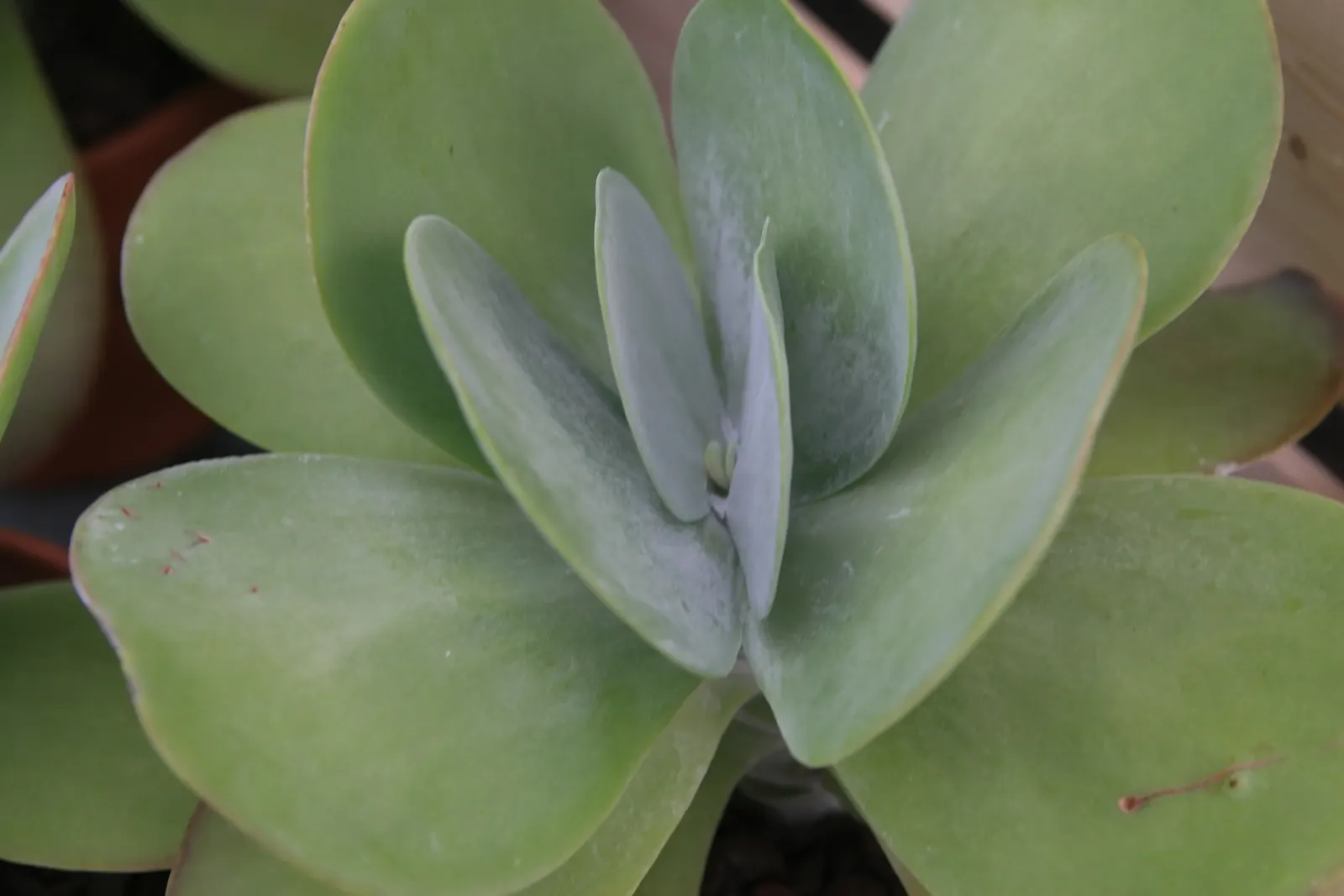 Paddle Plant (Kalanchoe Luciae) — Thriving in zones 9-12, it grows up to 2ft tall and 2-3ft wide; reflecting the client's unique style, image 49