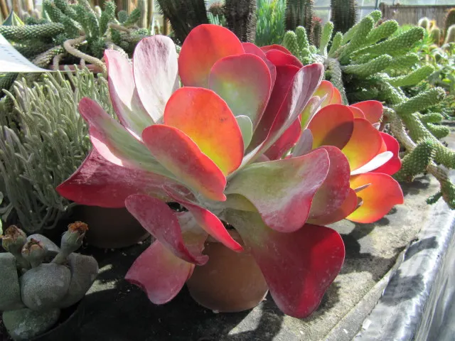 Paddle Plant (Kalanchoe Luciae) — The Paddle Plant (Kalanchoe luciae) is a stunning succulent with broad