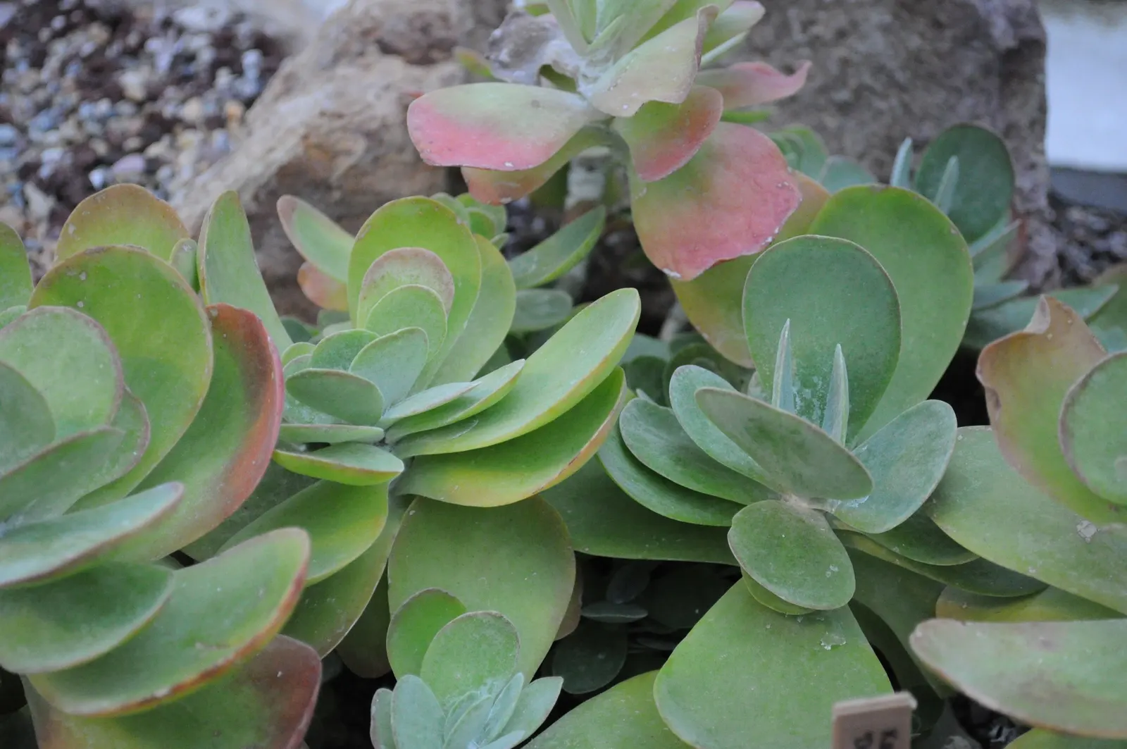 Paddle Plant (Kalanchoe Luciae) — The ideal watering regimen would include a thorough soaking when the top 4 inches of the soil become dry