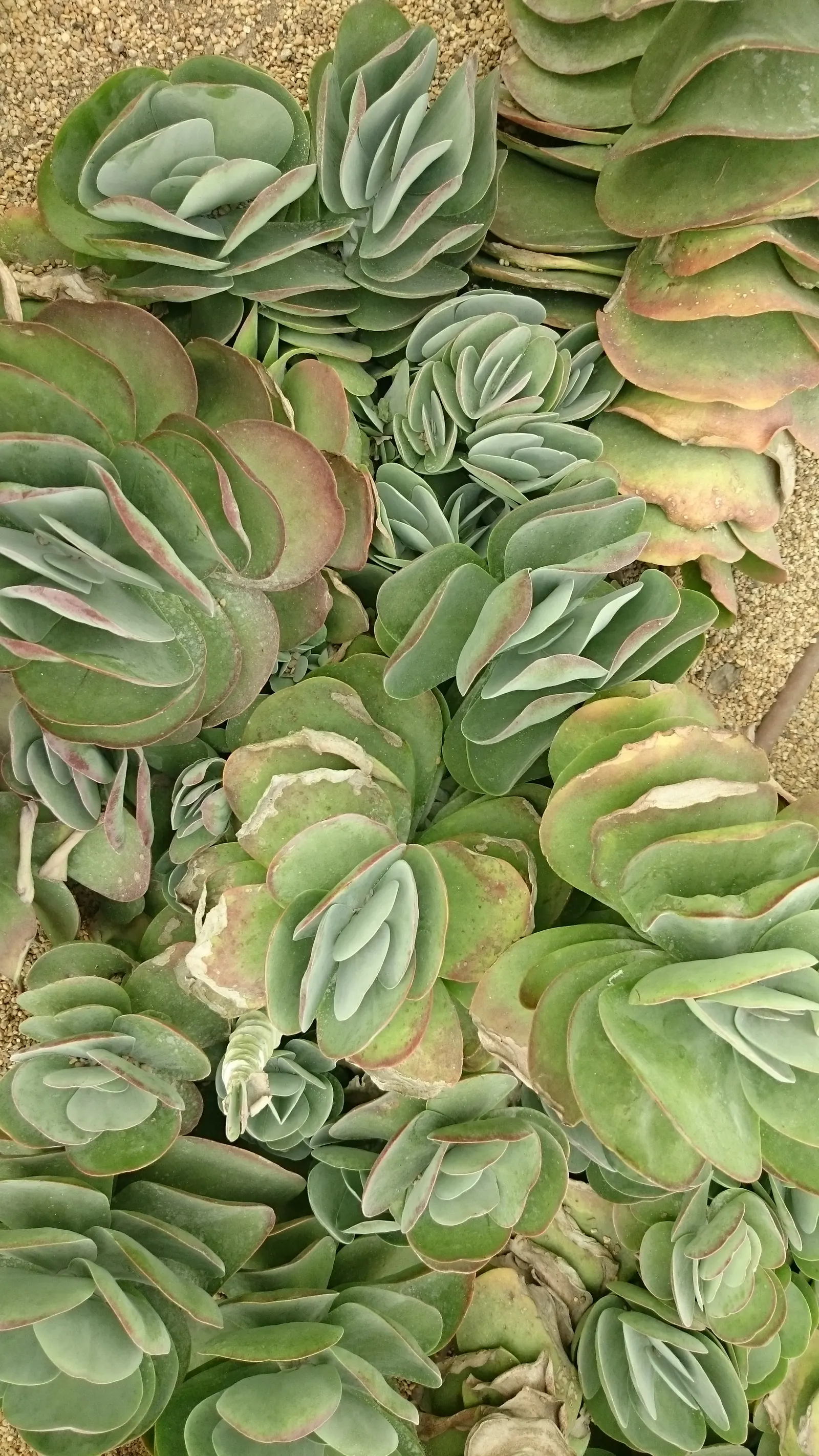 Paddle Plant (Kalanchoe Luciae) — it may produce a stalk of yellow-green flowers up to 2 feet tall; although it blooms sporadically.<br><br>These, image 62