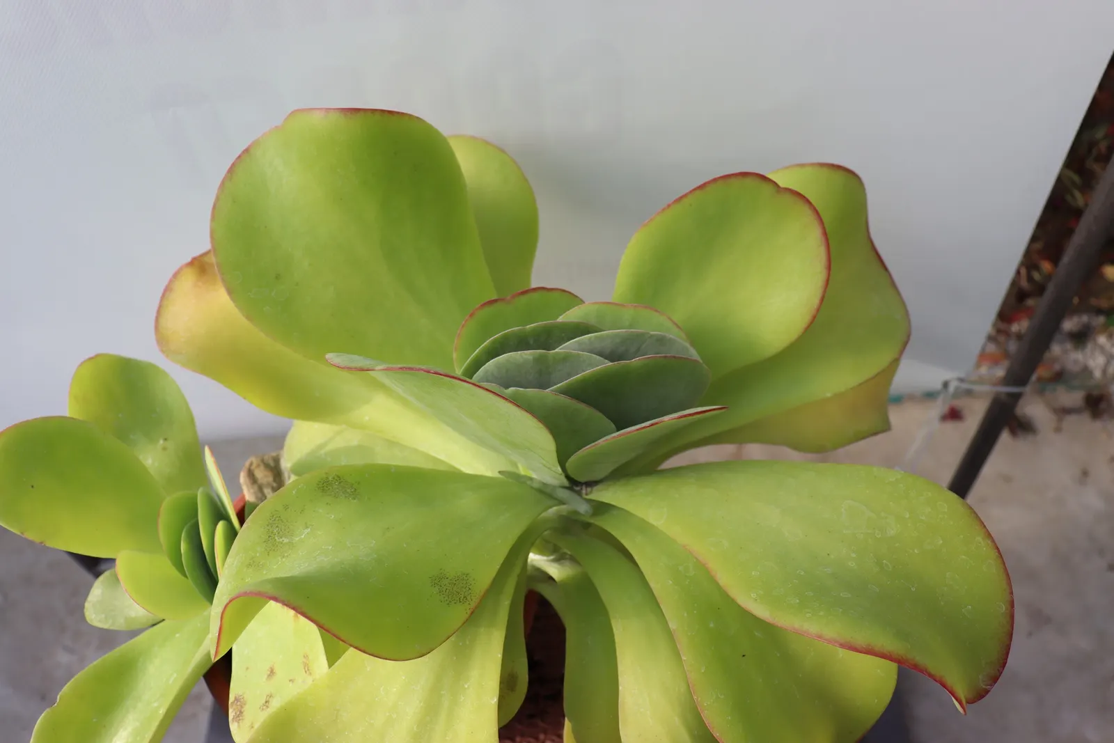 Paddle Plant (Kalanchoe Luciae) — It's crucial to advise clients that this plant is toxic if ingested; in late winter to early spring, image 88