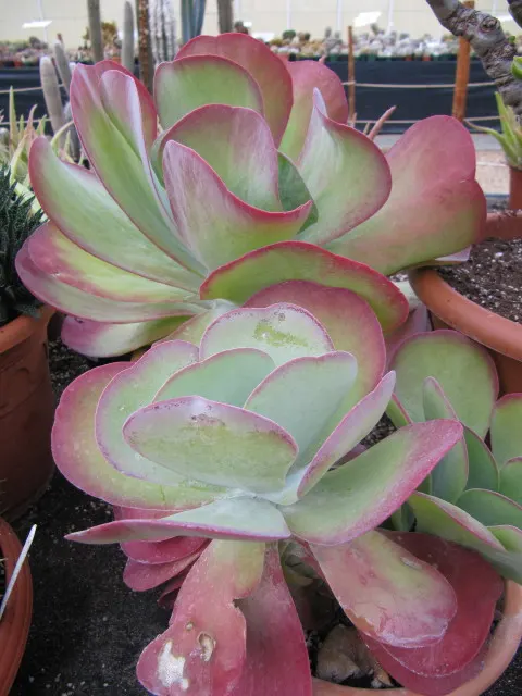 Paddle Plant (Kalanchoe Luciae) — yellow flowers in the garden