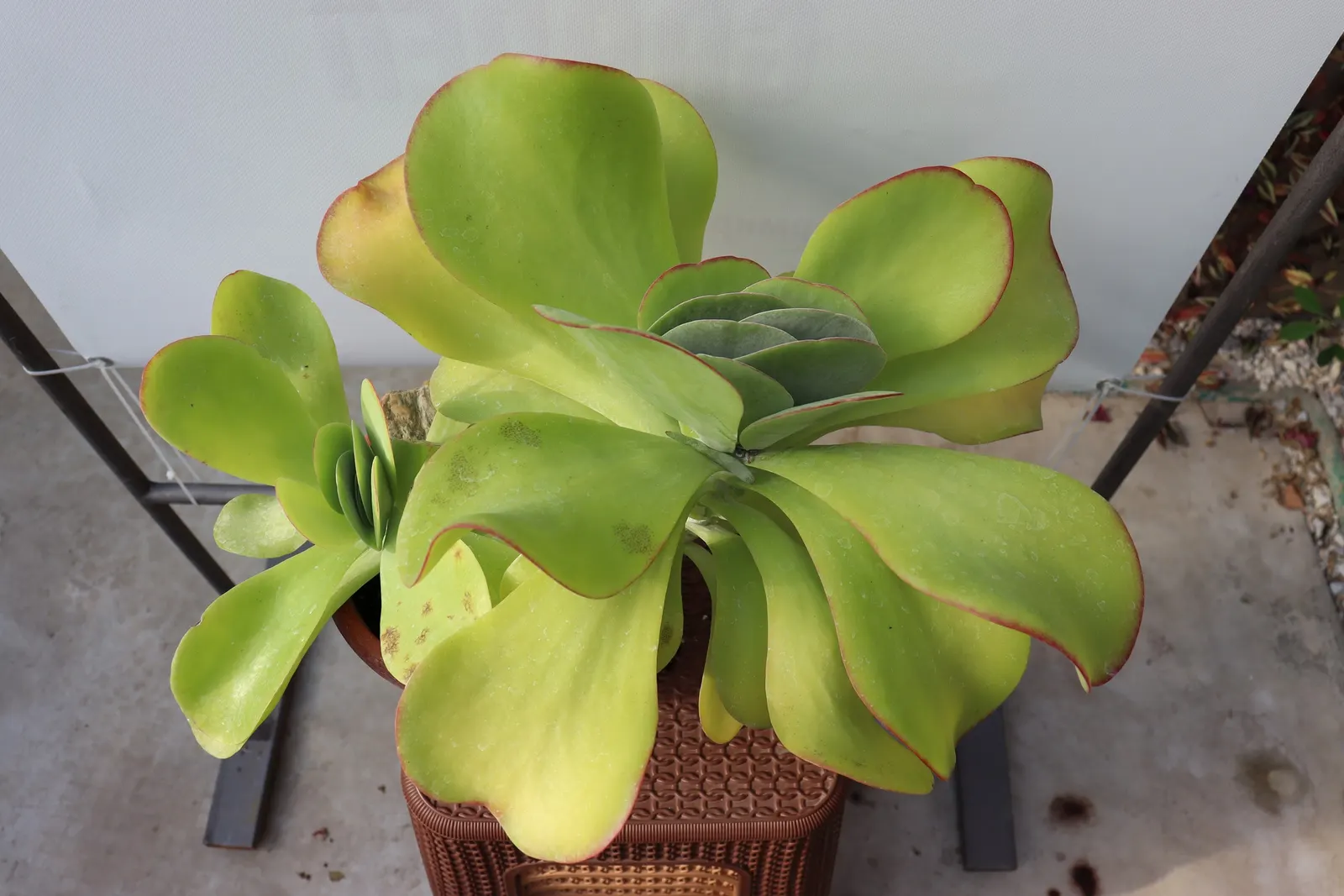 Paddle Plant (Kalanchoe Luciae) — so it should be placed carefully if pets or children frequent the garden; succulent with yellow blooms, image 89