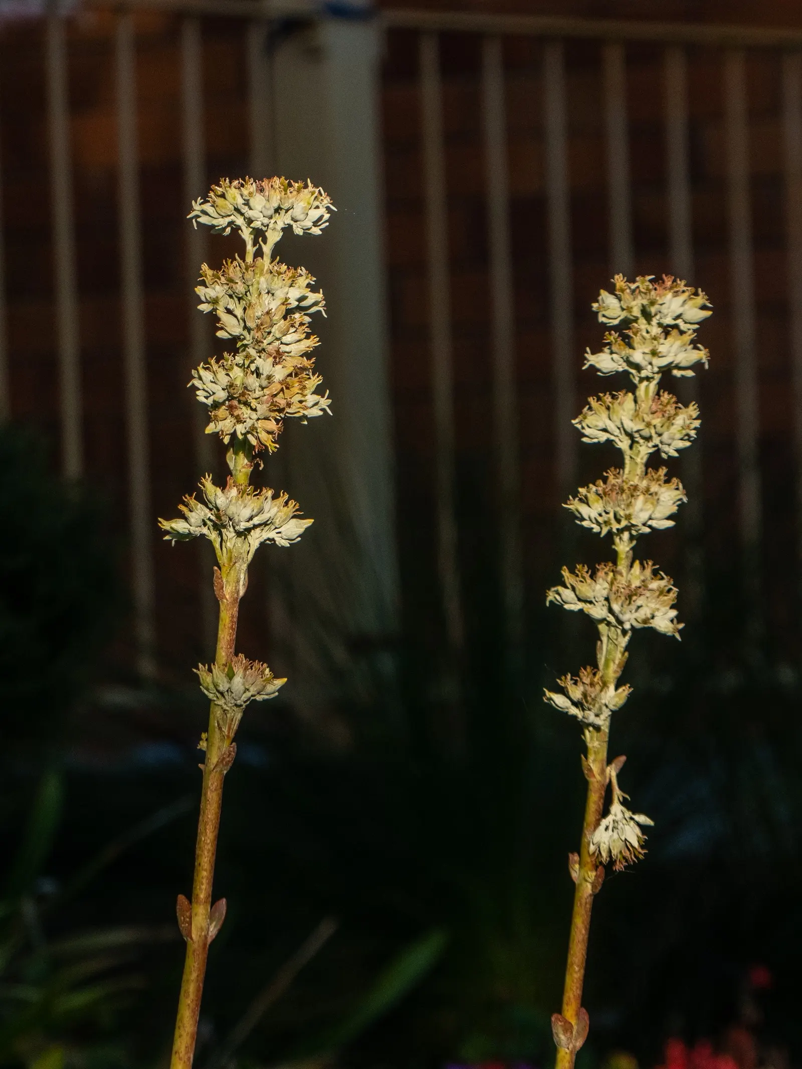 Paddle Plant (Kalanchoe Luciae) — succulent for full or half