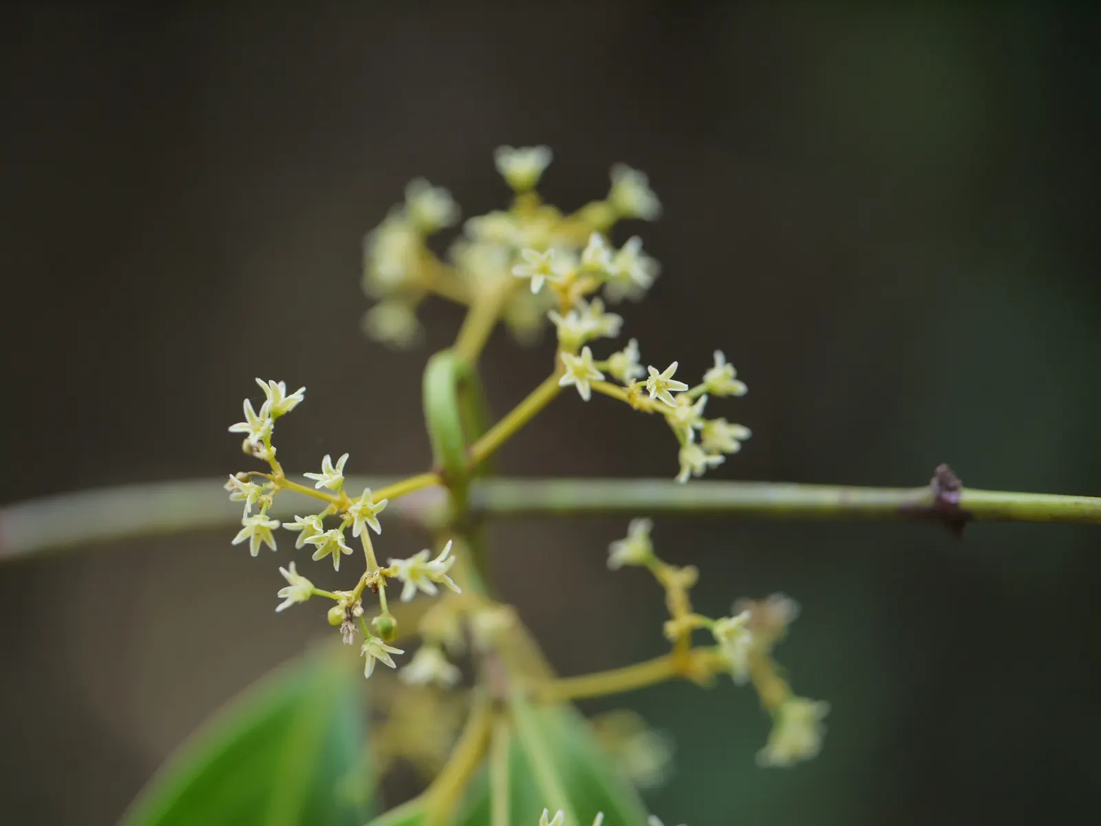 Paddle Plant (Kalanchoe Luciae) — In late winter to early spring; it's remarkably drought-tolerant once established, requiring minimal watering