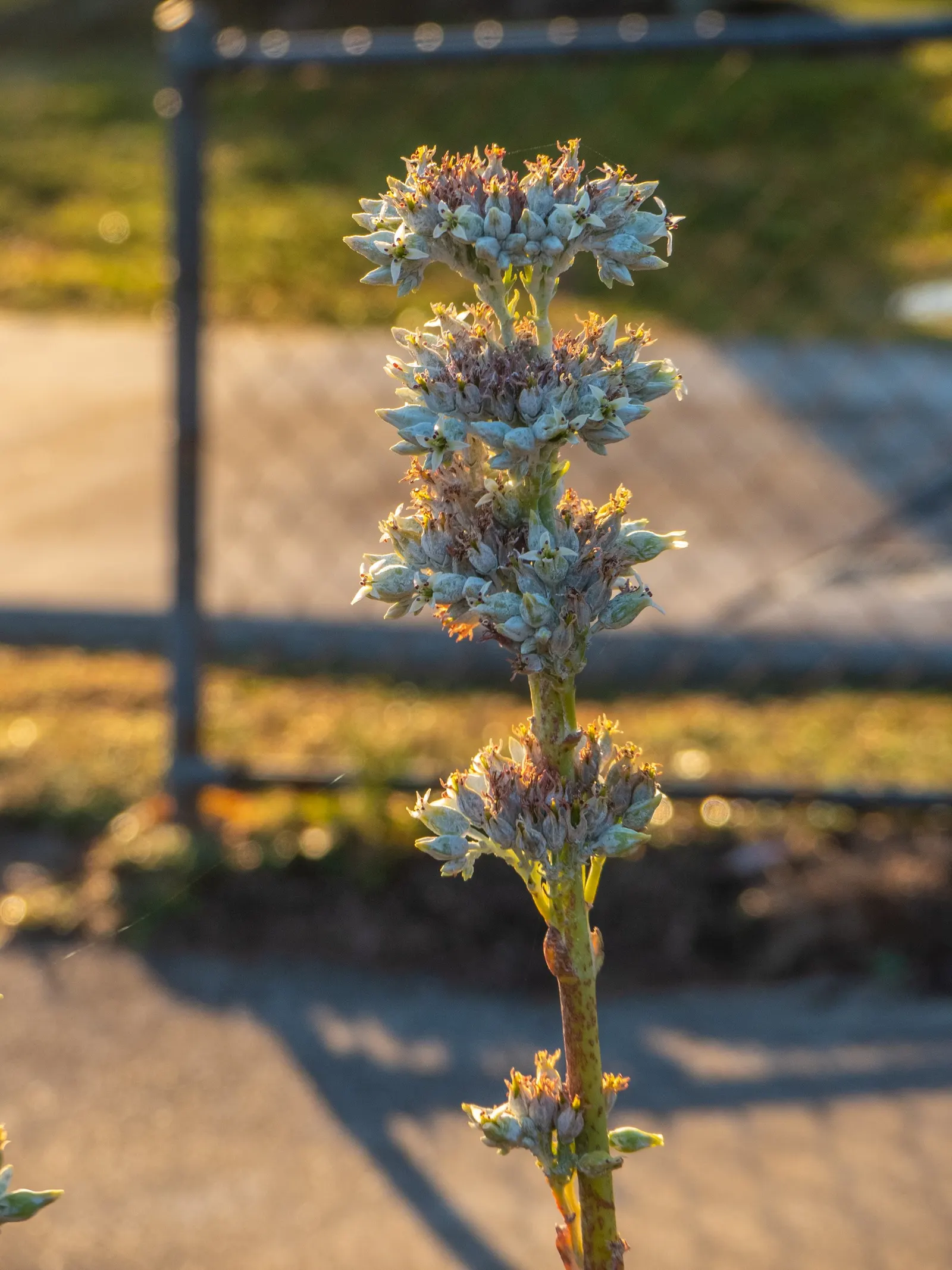 Paddle Plant (Kalanchoe Luciae) — Minimal water requirements make it perfect for xeriscaping