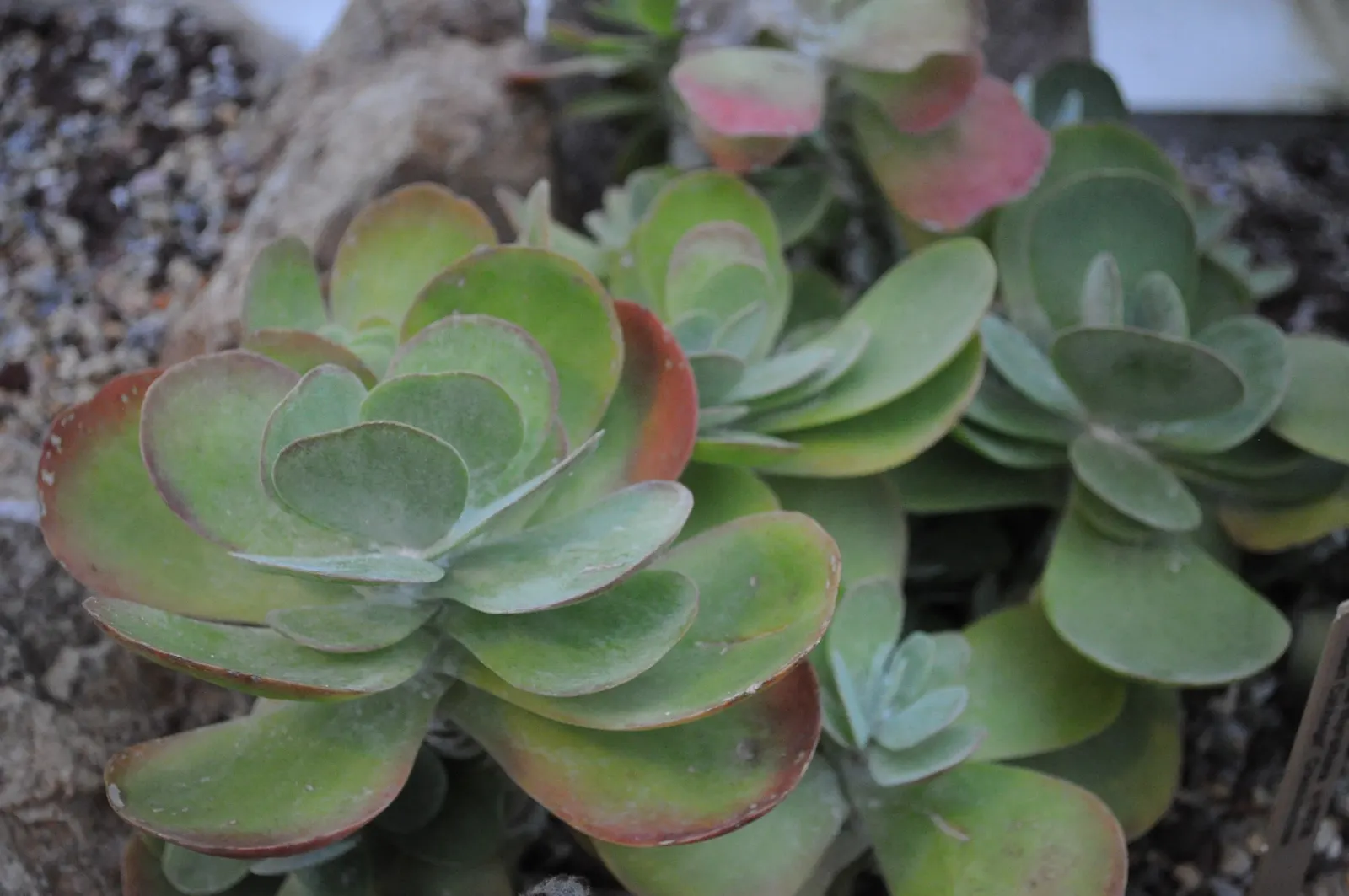 Paddle Plant (Kalanchoe Luciae) — Striking in rock gardens or as accent pieces