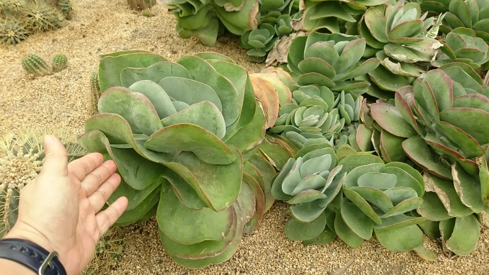 Paddle Plant (Kalanchoe Luciae) — The ideal watering regimen would include a thorough soaking when the top 4 inches of the soil become dry; minimal, image 57