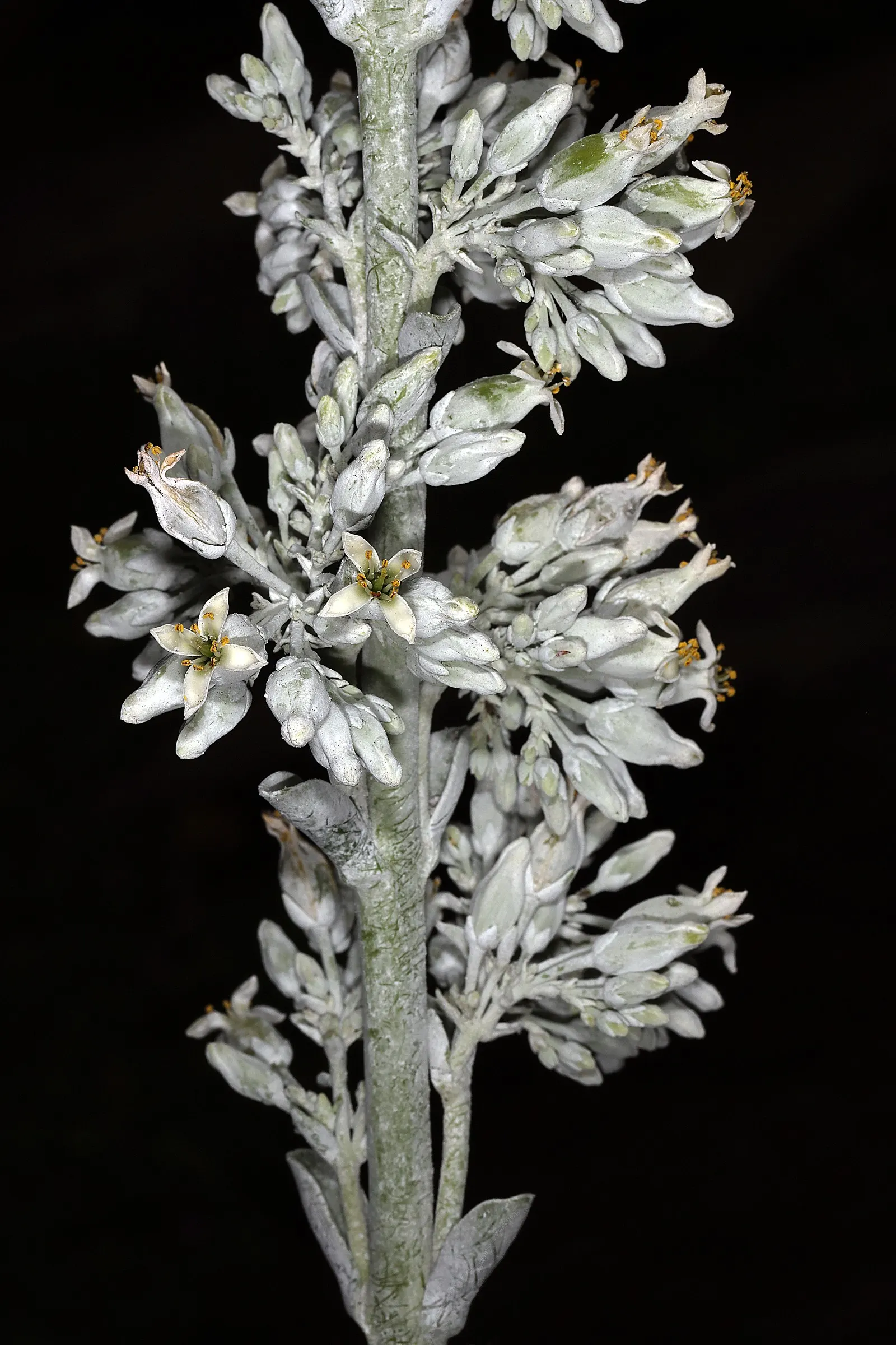 Paddle Plant (Kalanchoe Luciae) — Prefers full sun to partial shade and well-draining soil