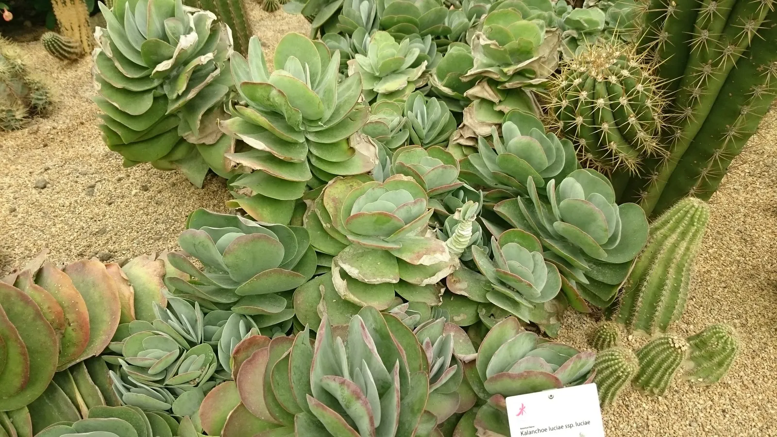 Paddle Plant (Kalanchoe Luciae) — it may produce a stalk of yellow-green flowers up to 2 feet tall; although it blooms sporadically.<br><br>These, image 85
