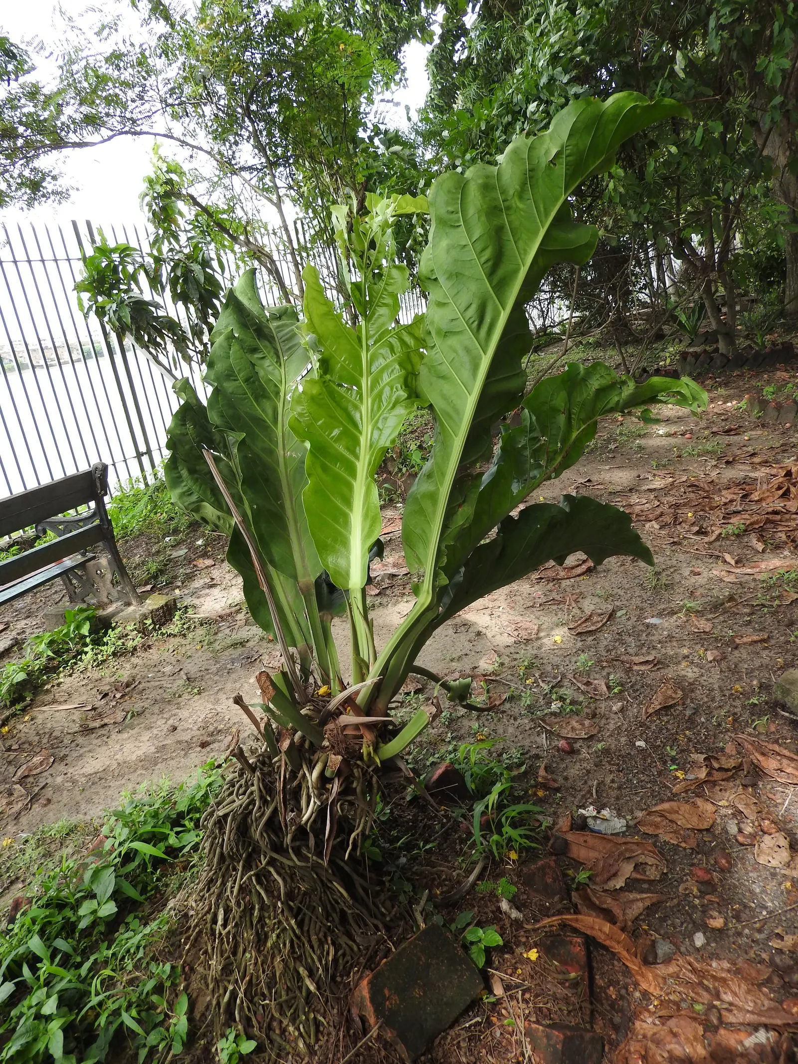 Paddle Plant (Kalanchoe Luciae) — It possesses rounded, fleshy leaves that form a basal rosette, resembling a paddle - hence its common name; it's, image 55