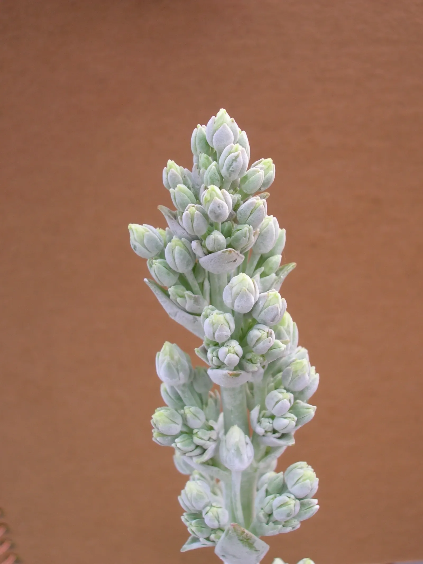 Paddle Plant (Kalanchoe Luciae) — is a visually striking succulent that makes a bold statement in any garden; scientifically known as Kalanchoe, image 54
