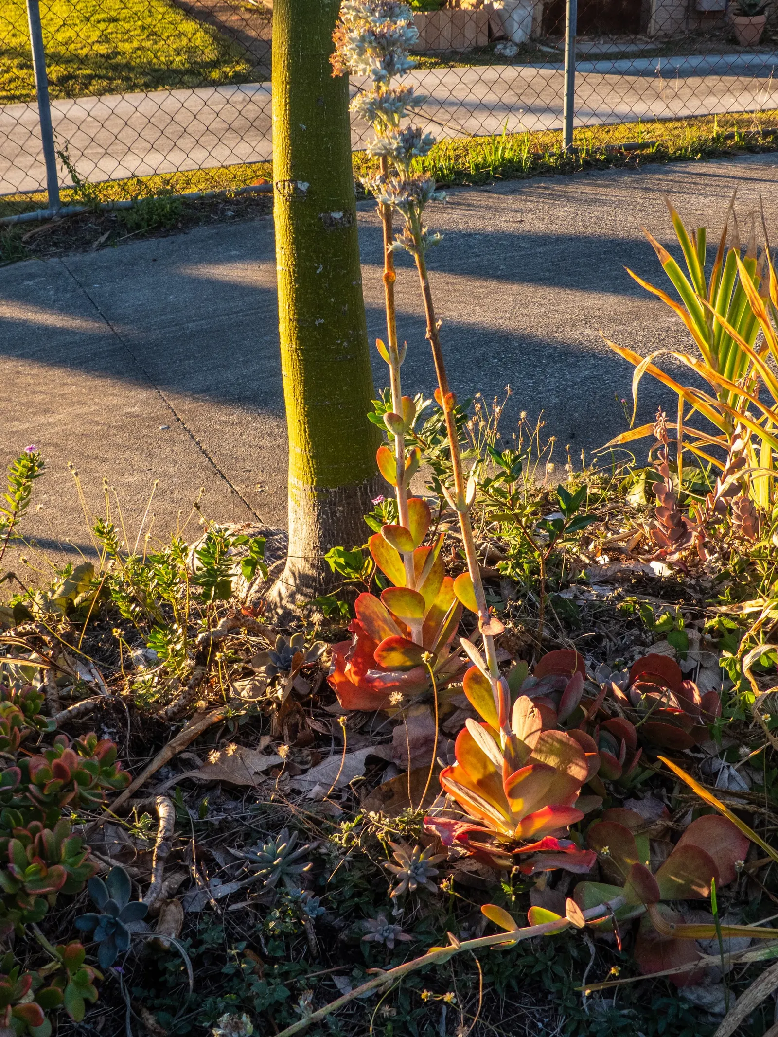 Paddle Plant (Kalanchoe Luciae) — it may produce a stalk of yellow-green flowers up to 2 feet tall