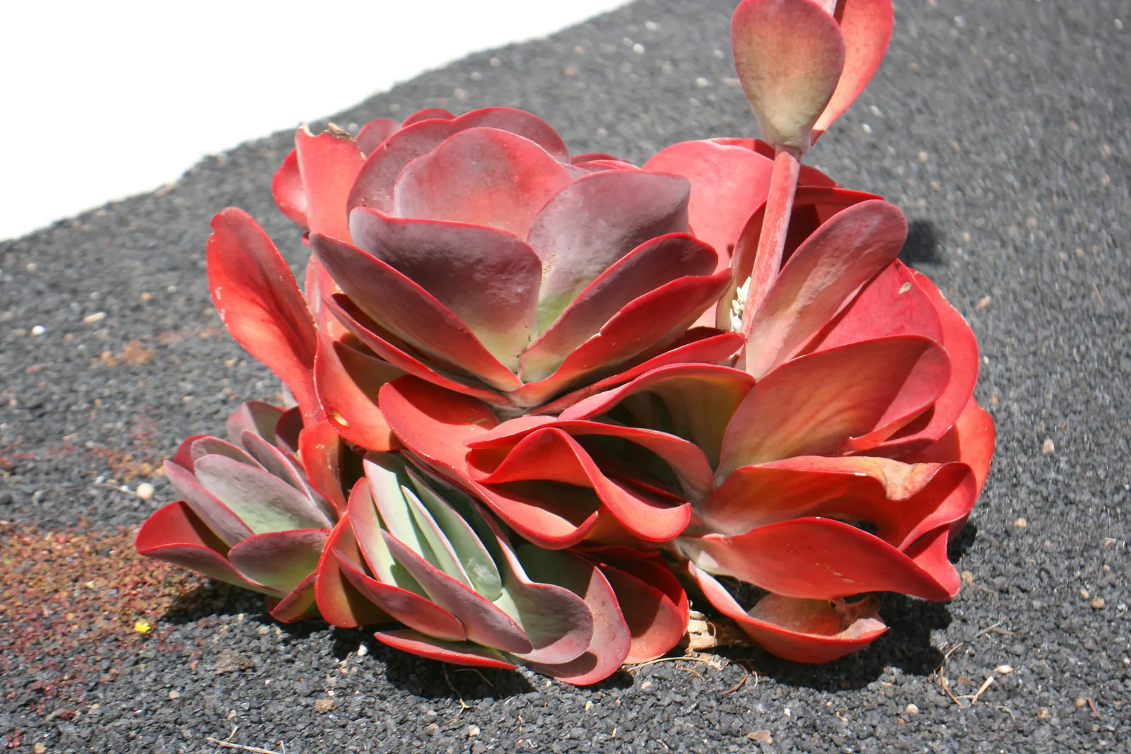 Paddle Plant (Kalanchoe Luciae) — Thriving in zones 9-12, it grows up to 2ft tall and 2-3ft wide; reflecting the client's unique style, image 72