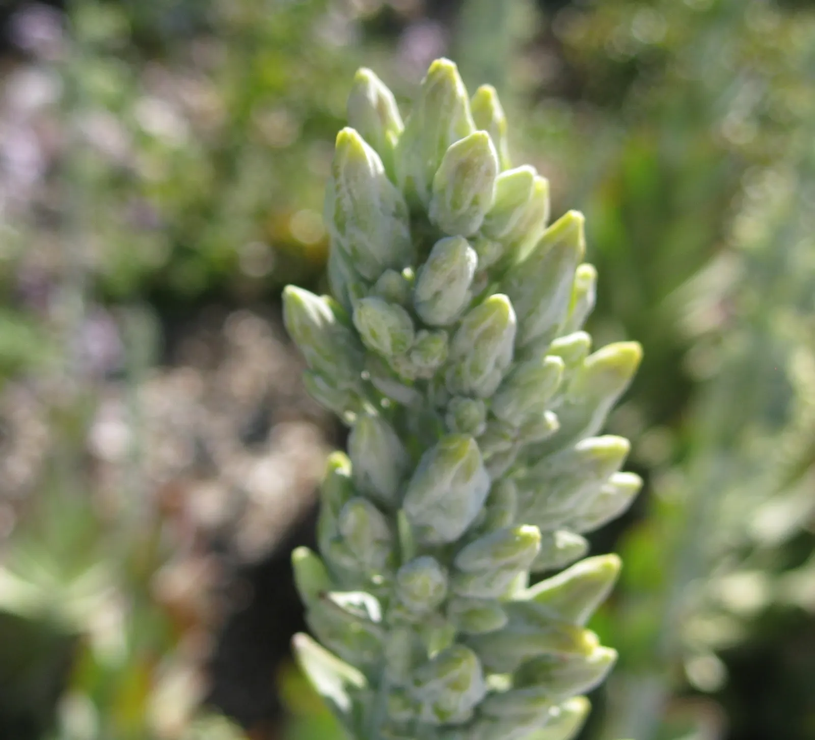 Paddle Plant (Kalanchoe Luciae) — It's remarkably drought-tolerant once established, requiring minimal watering