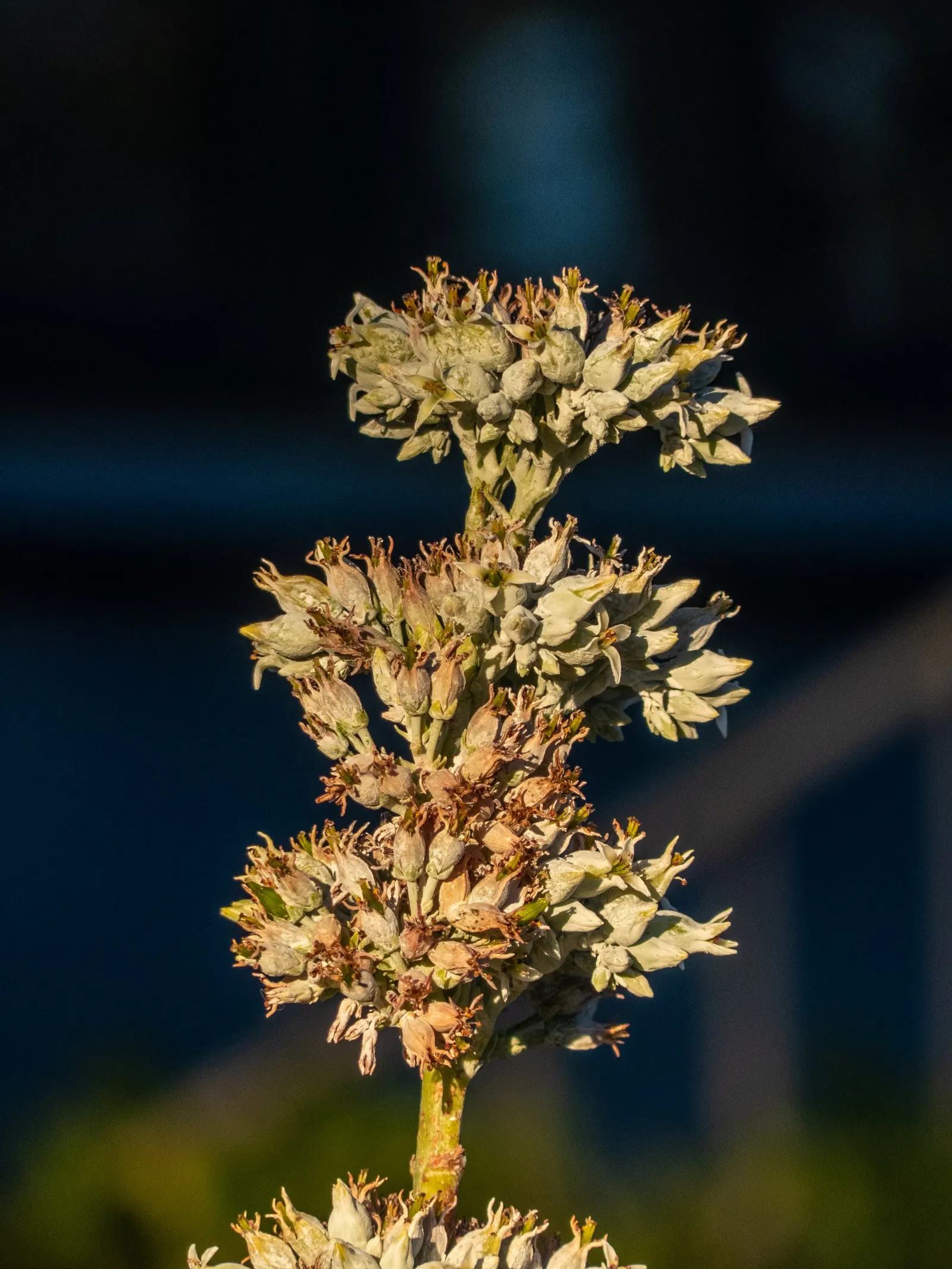 Paddle Plant (Kalanchoe Luciae) — so it should be placed carefully if pets or children frequent the garden