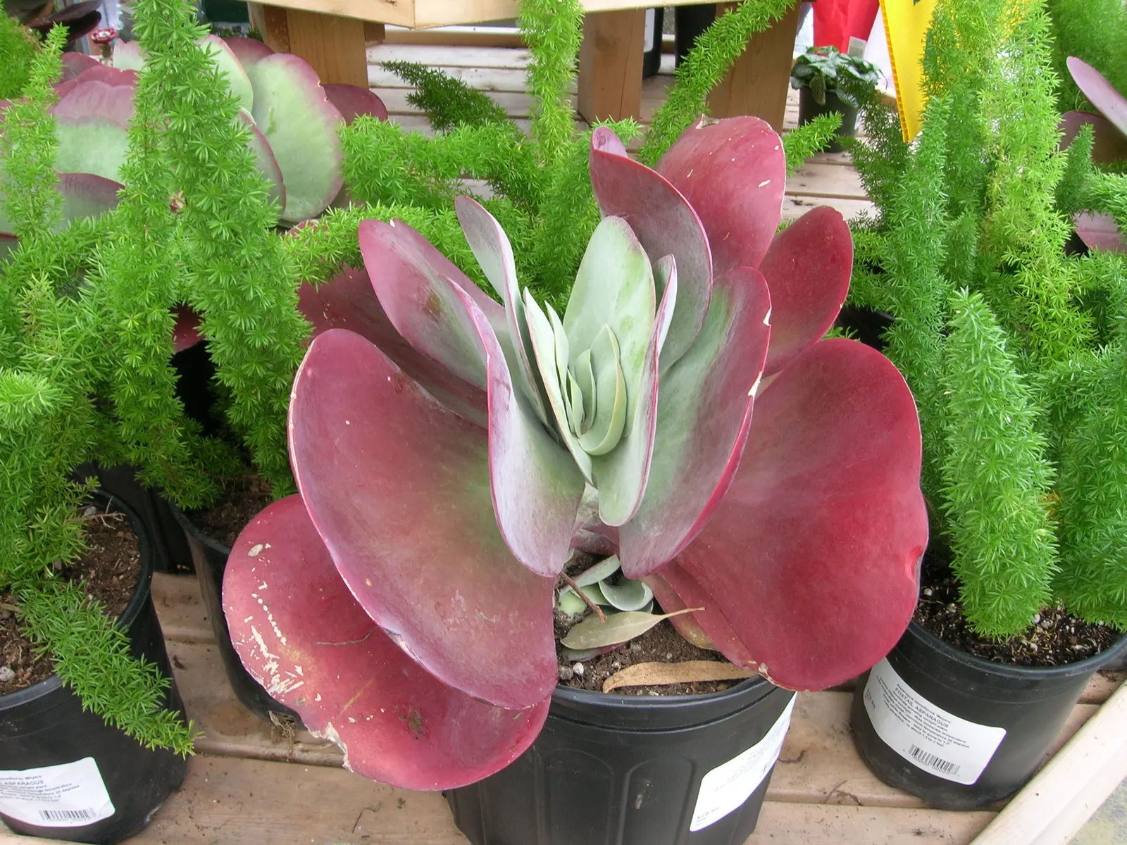 Paddle Plant (Kalanchoe Luciae) — scientifically known as Kalanchoe luciae
