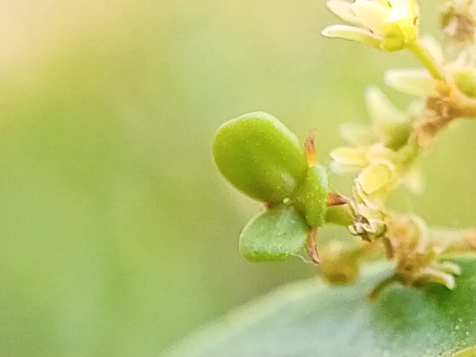 Paddle Plant (Kalanchoe Luciae) — Kalanchoe luciae requires little space and can be planted with 18 to 24 inches of separation; it's crucial to, image 59