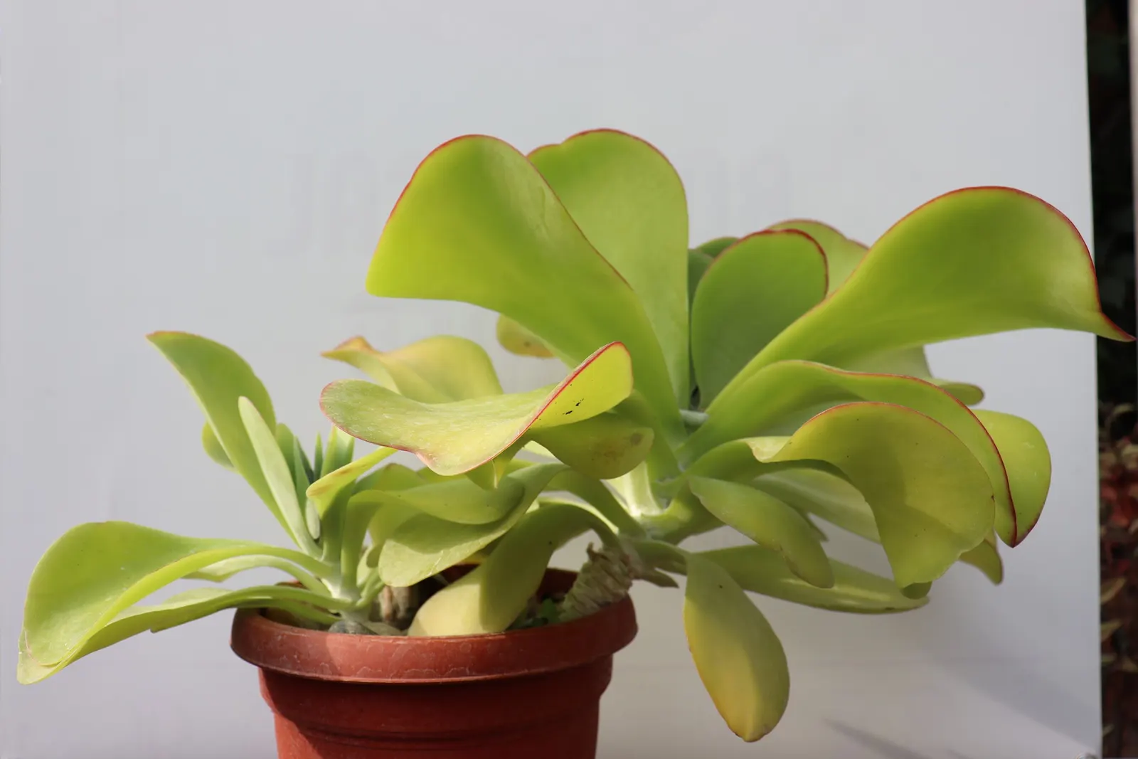 Paddle Plant (Kalanchoe Luciae) — succulent with yellow blooms; kalanchoe luciae requires little space and can be planted with 18 to 24 inches of separation